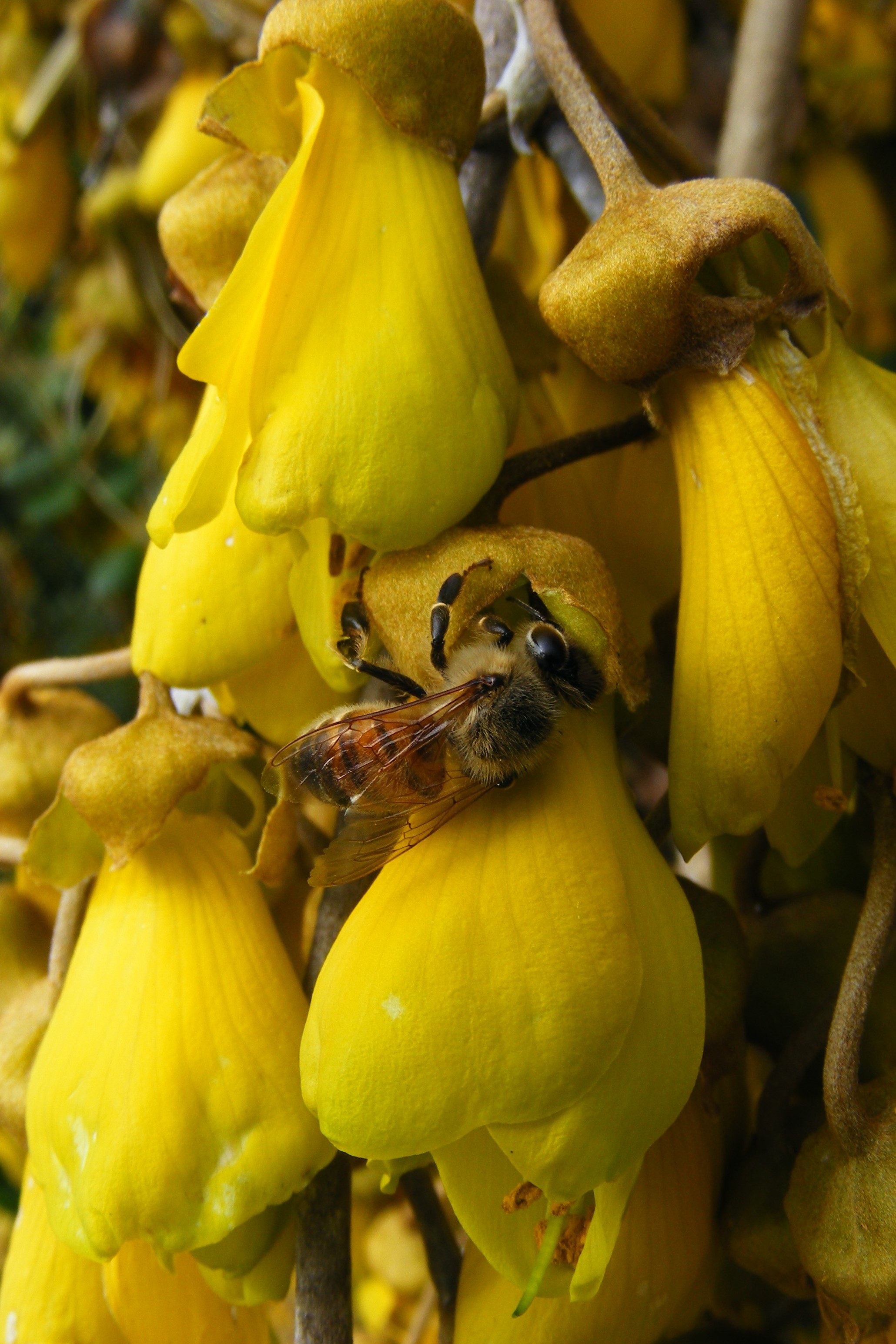 Kowhai flowers at LU being foraged by Honey bee
