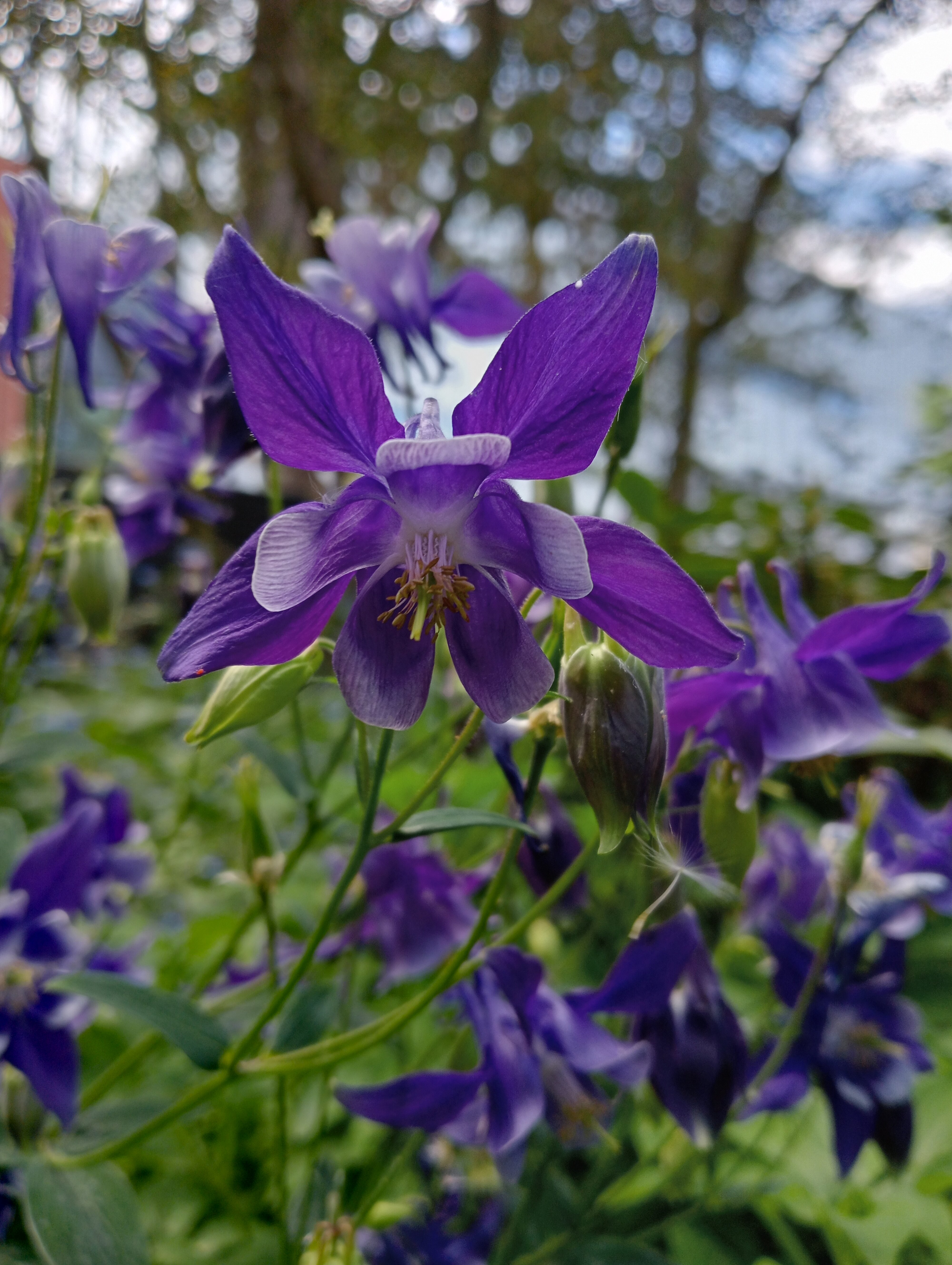Our first experience of spring here in NZ 02