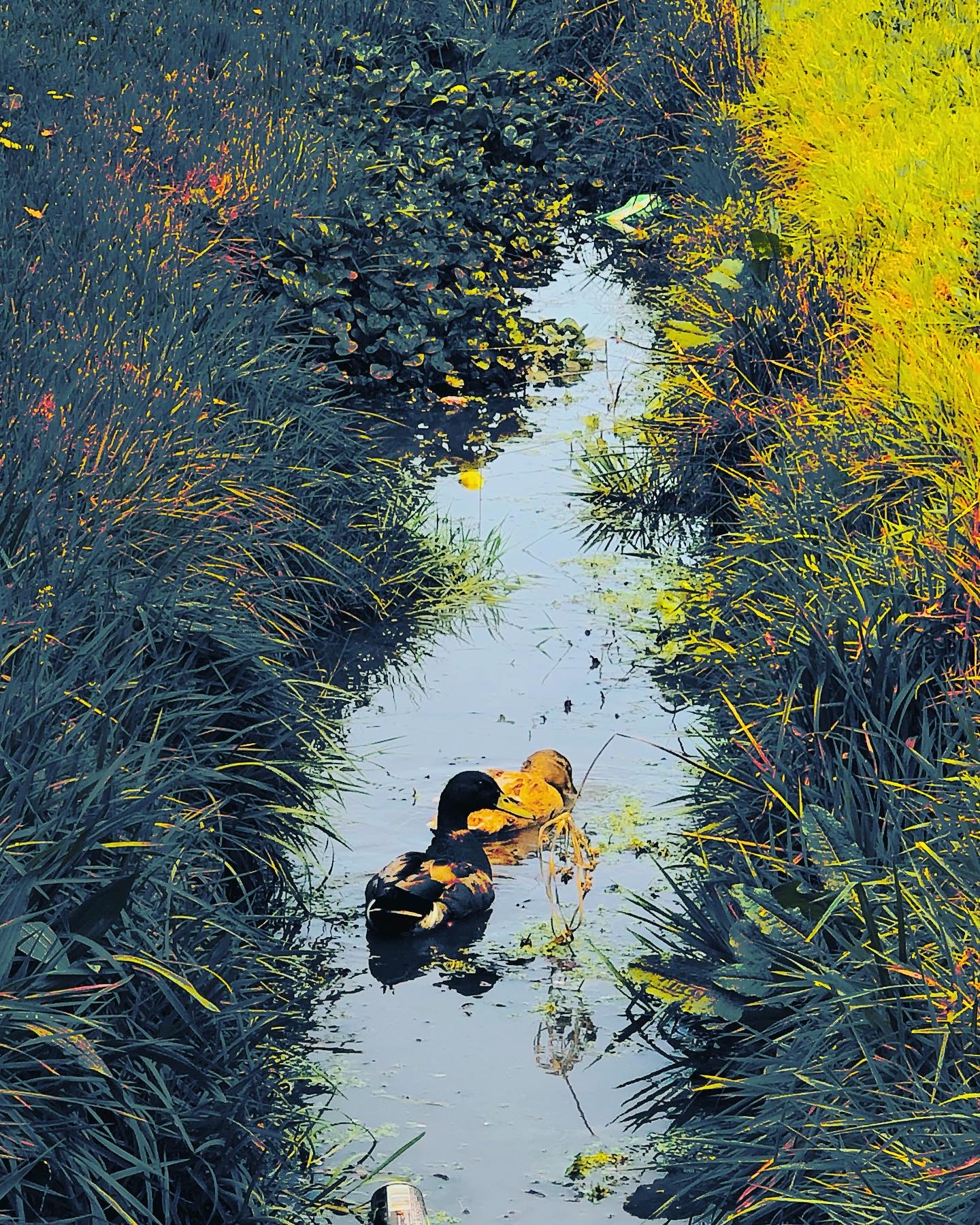 Spring River Warm Duck