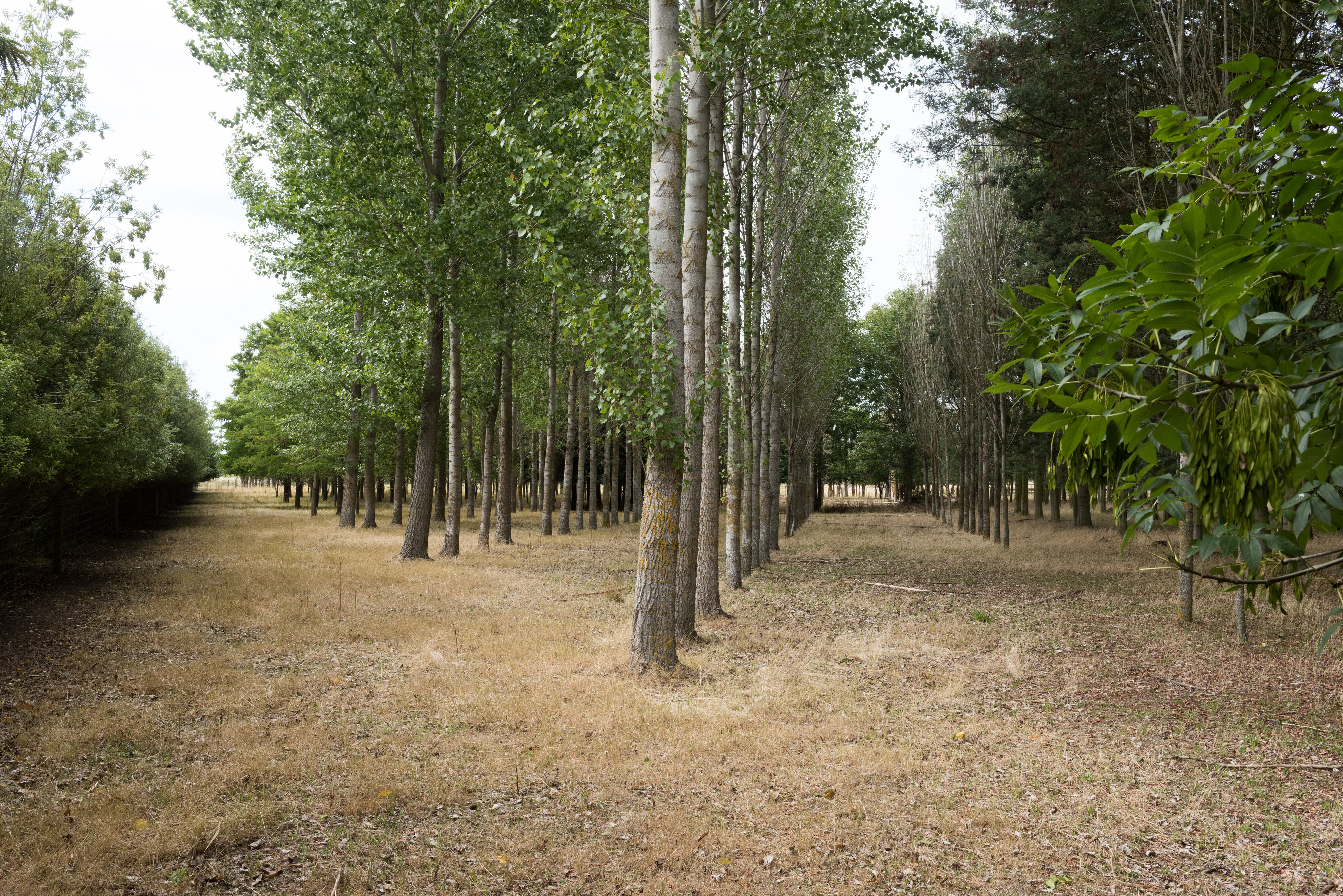 2016 Brandenburg Coppice Lincoln University 03