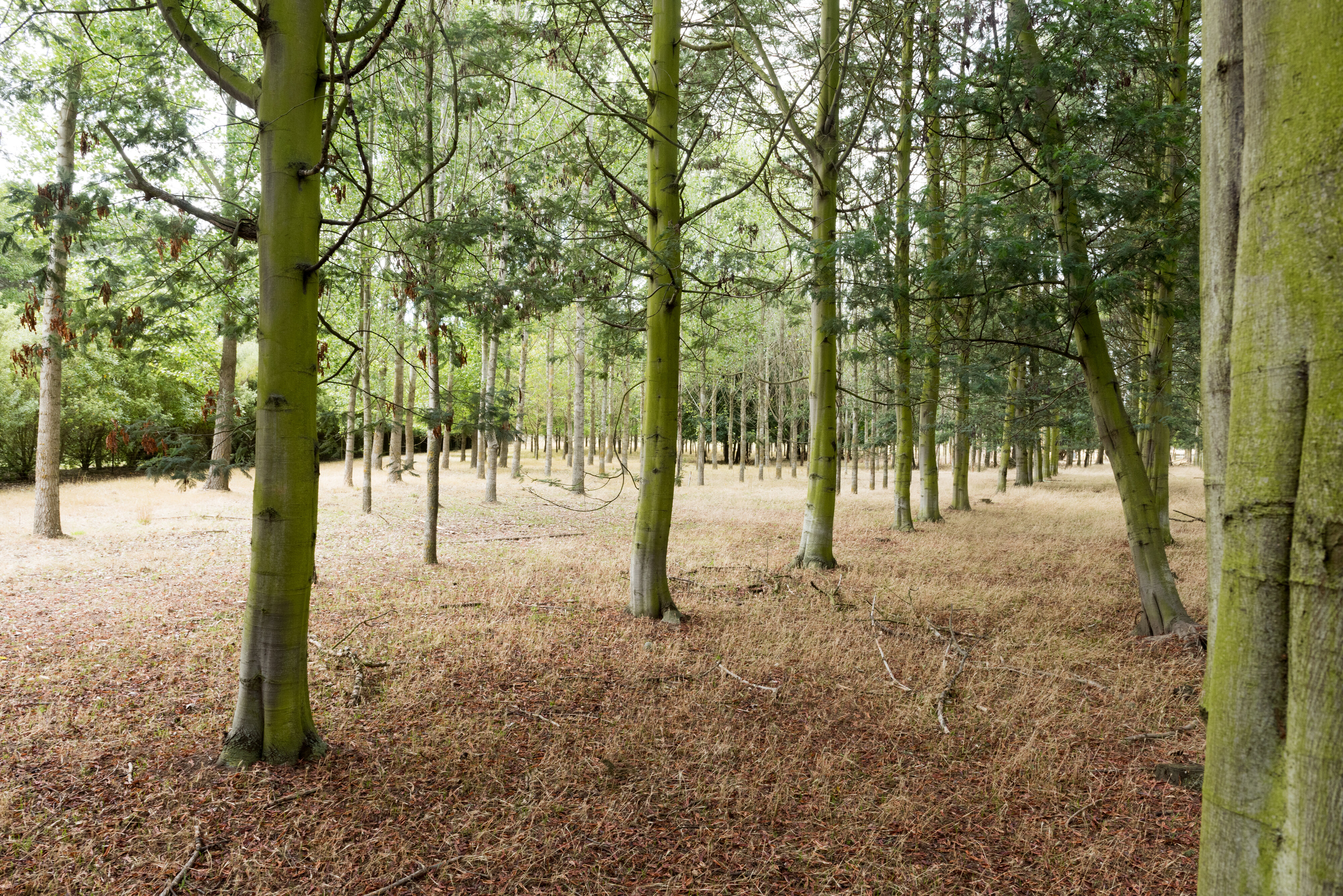 2016 Brandenburg Coppice Lincoln University 04