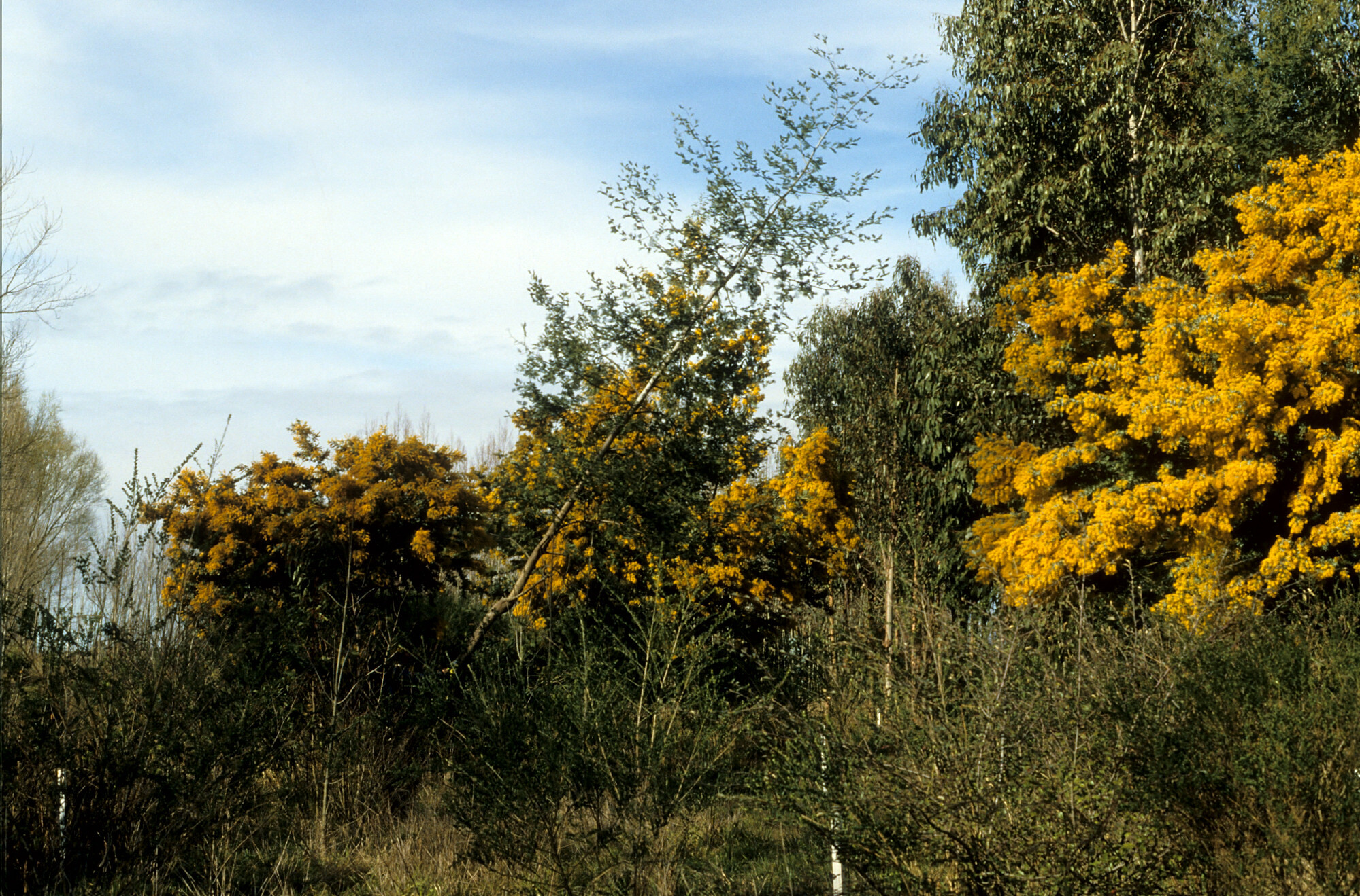 1990 The Brandenburg Coppice 03