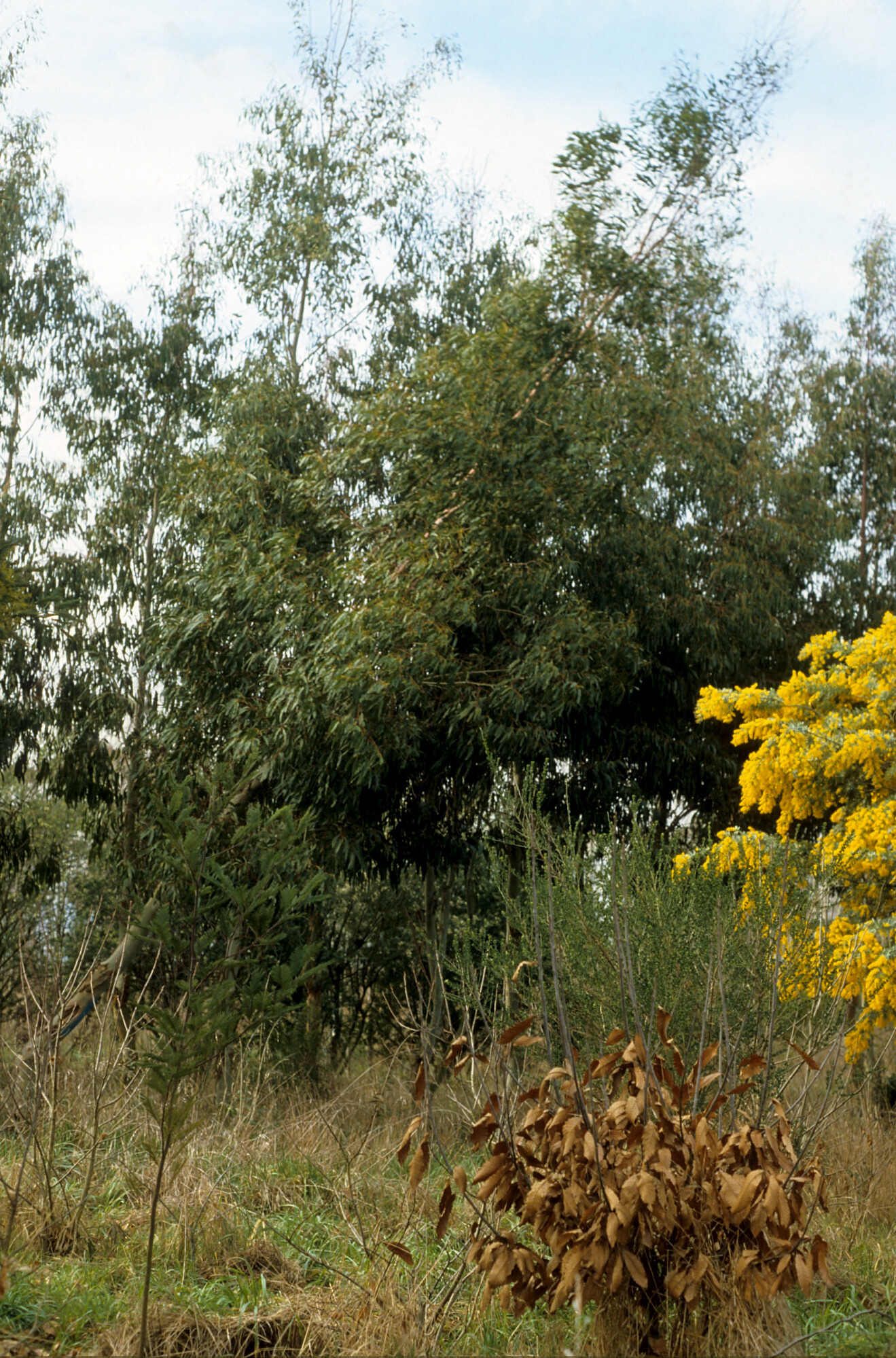 1990 The Brandenburg Coppice 04