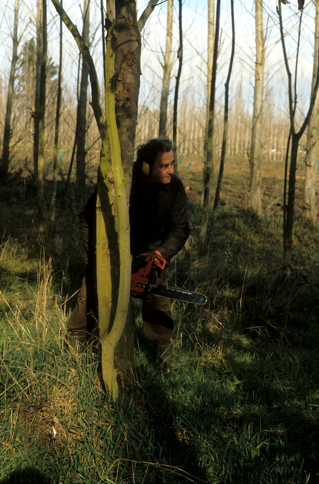 1990 The Brandenburg Coppice 08