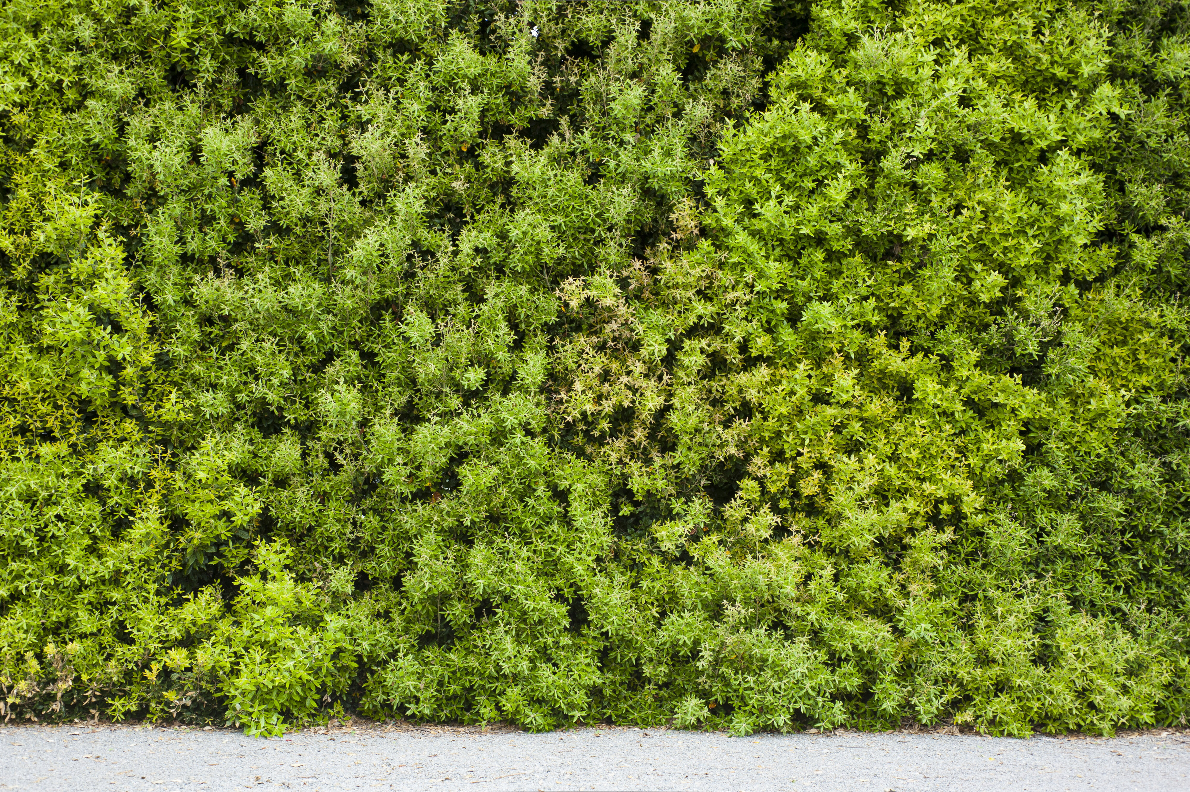 2013 Hedge, Lincoln University