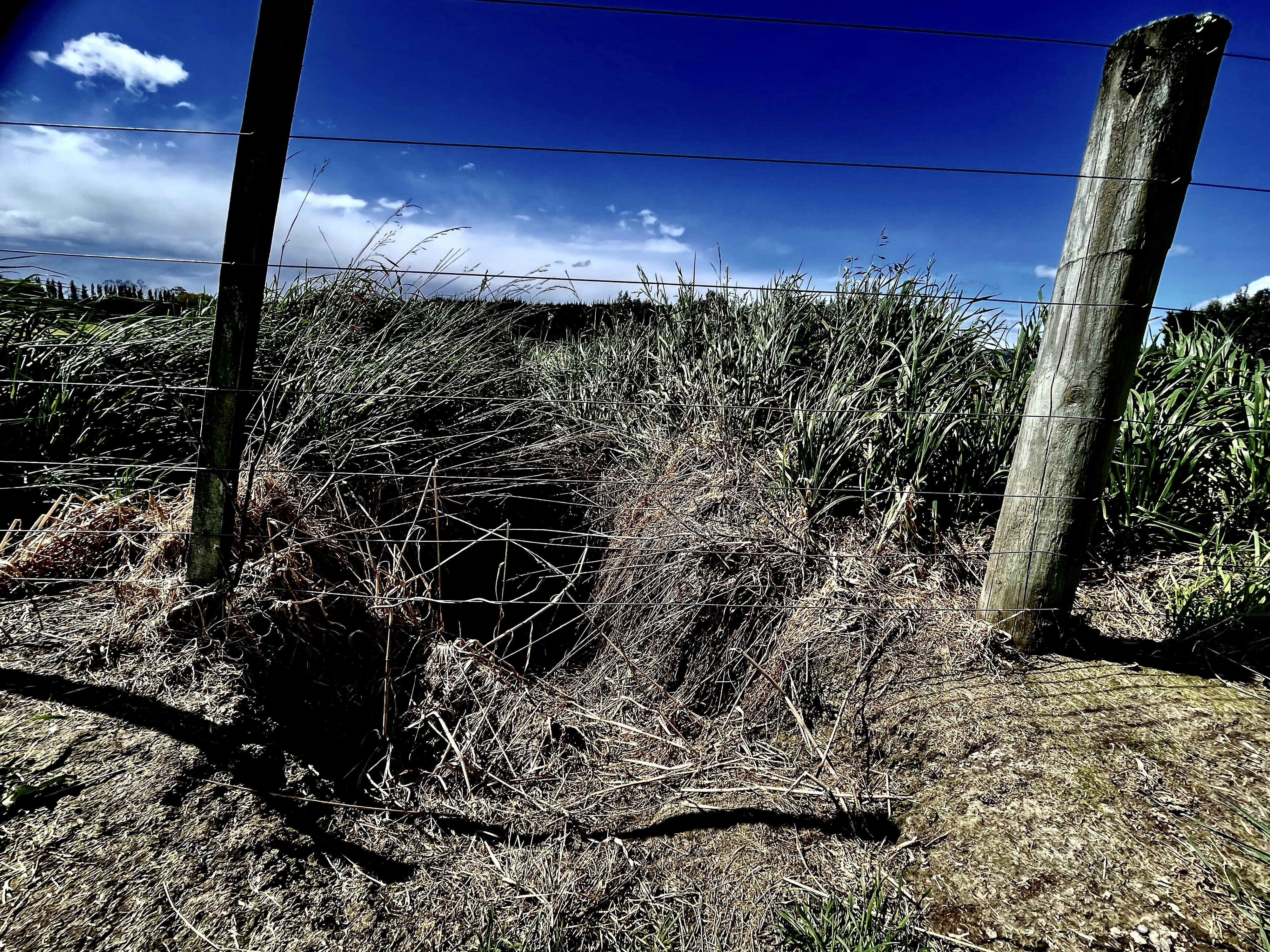 Animal burrow provides habitation and an escape from the bright blue sky
