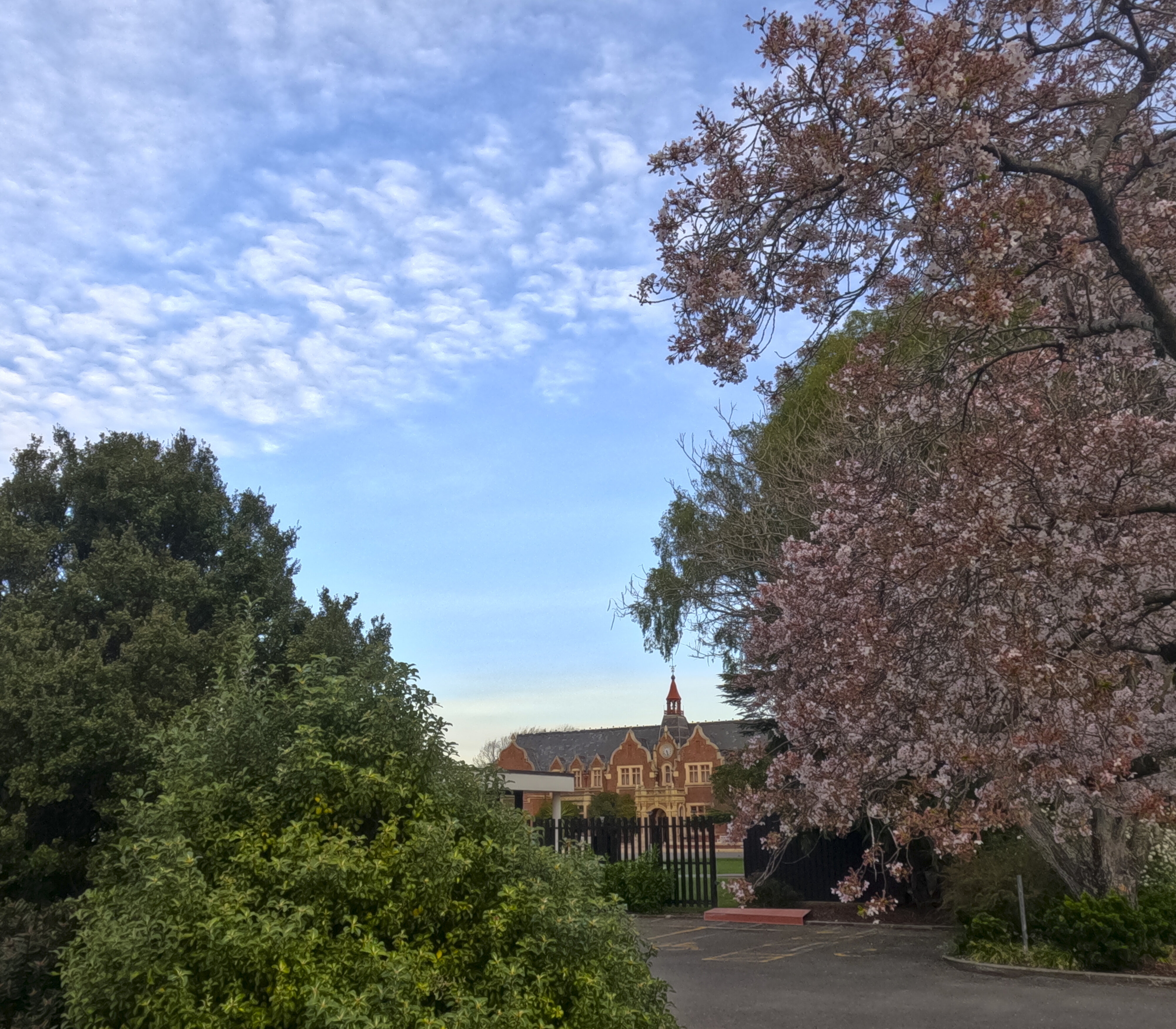 Spring season at LU when cherry blossoms bloom
