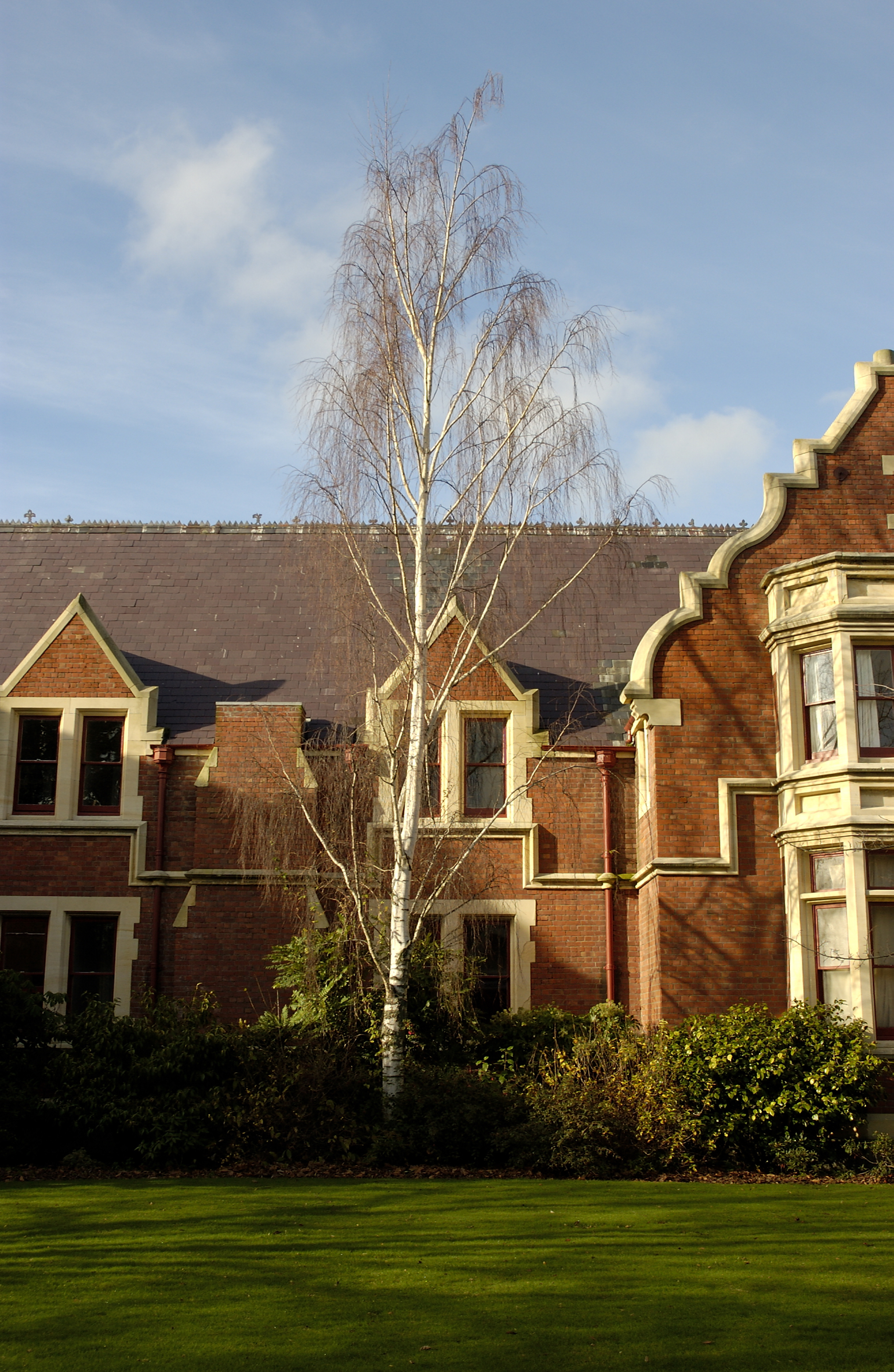 Betula pendula, Ivey Hall West
