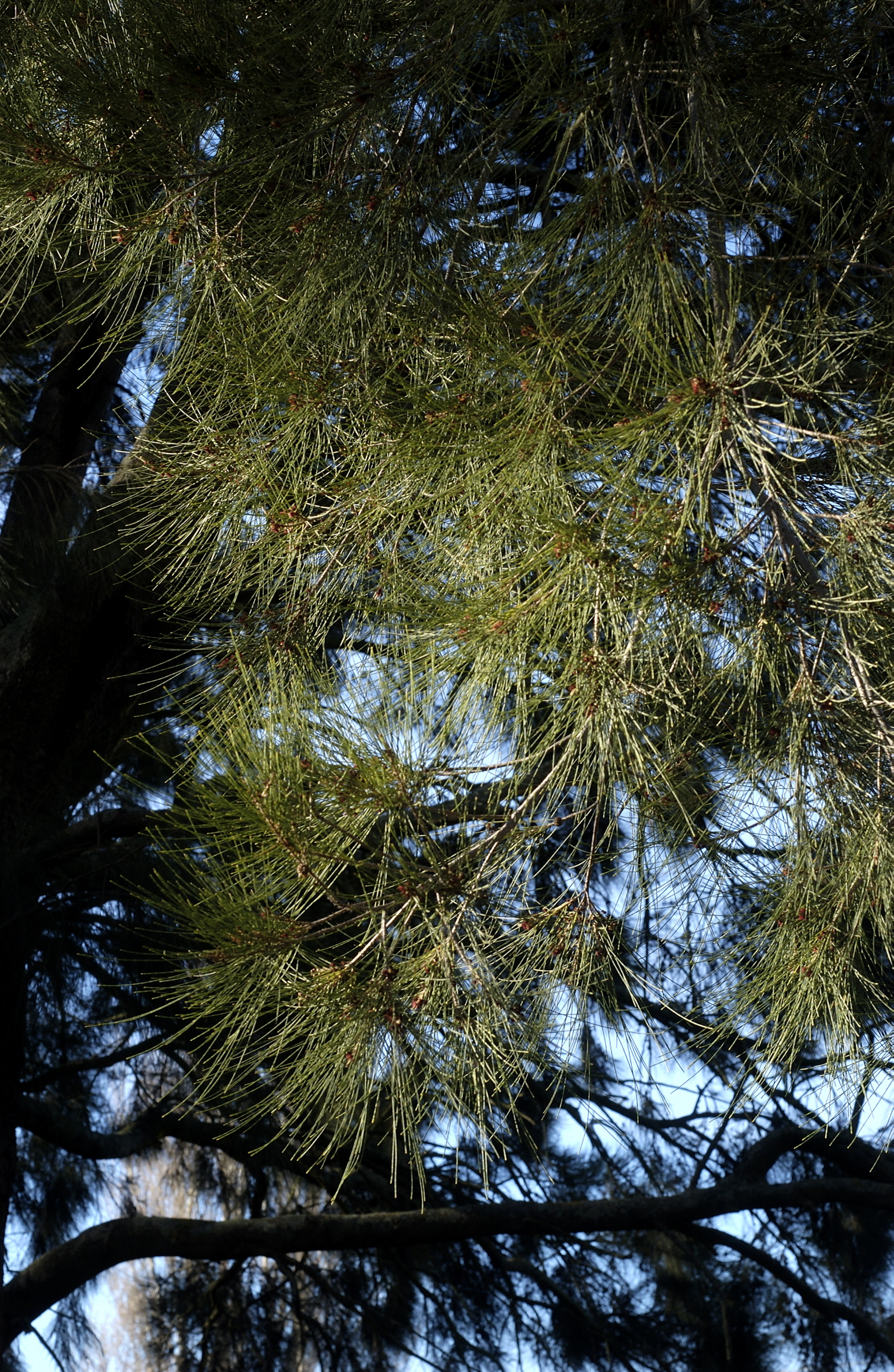 Casuarina foliage, Commerce Building East