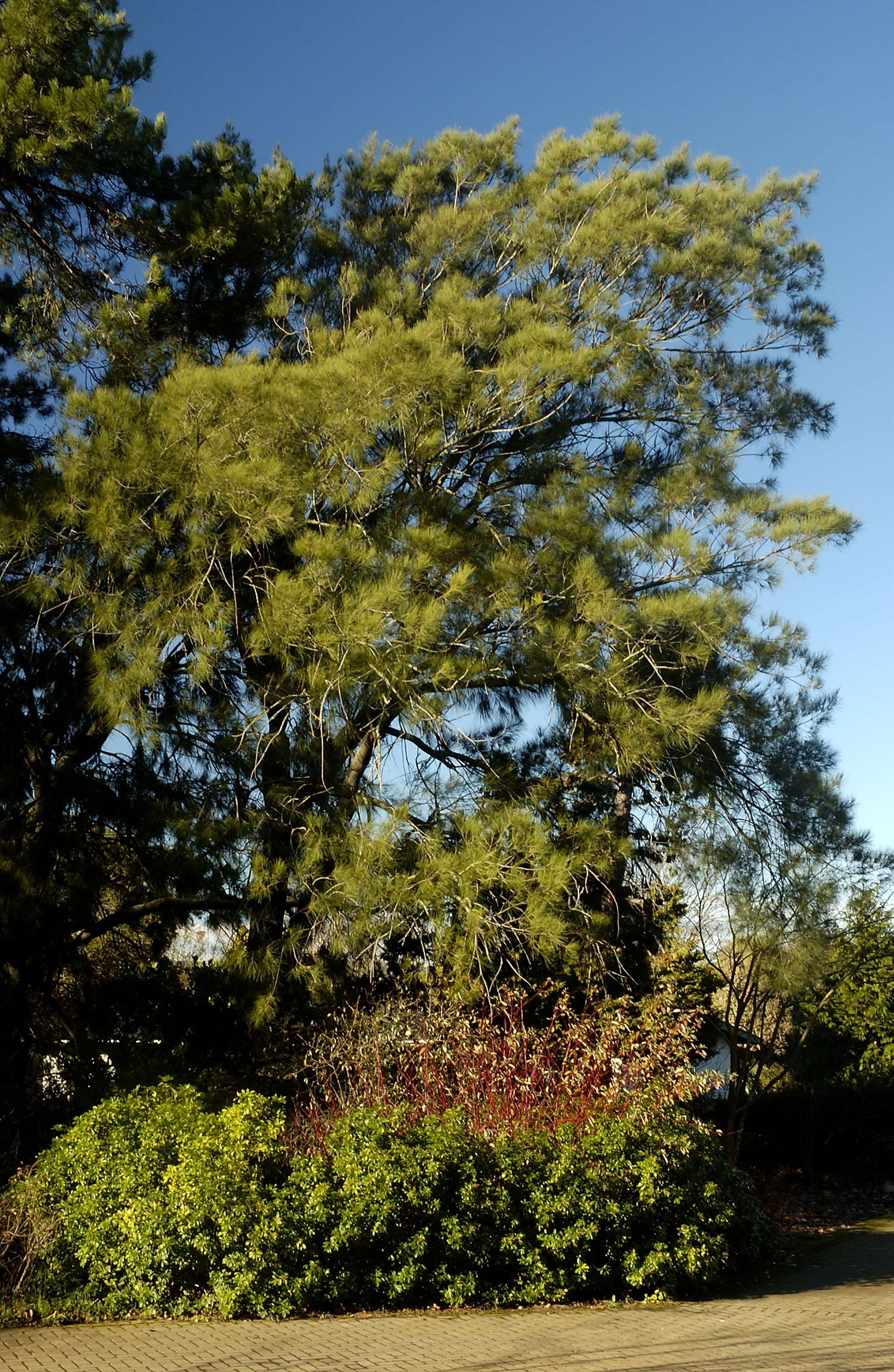 Casuarina, Close up, Commerce Building East