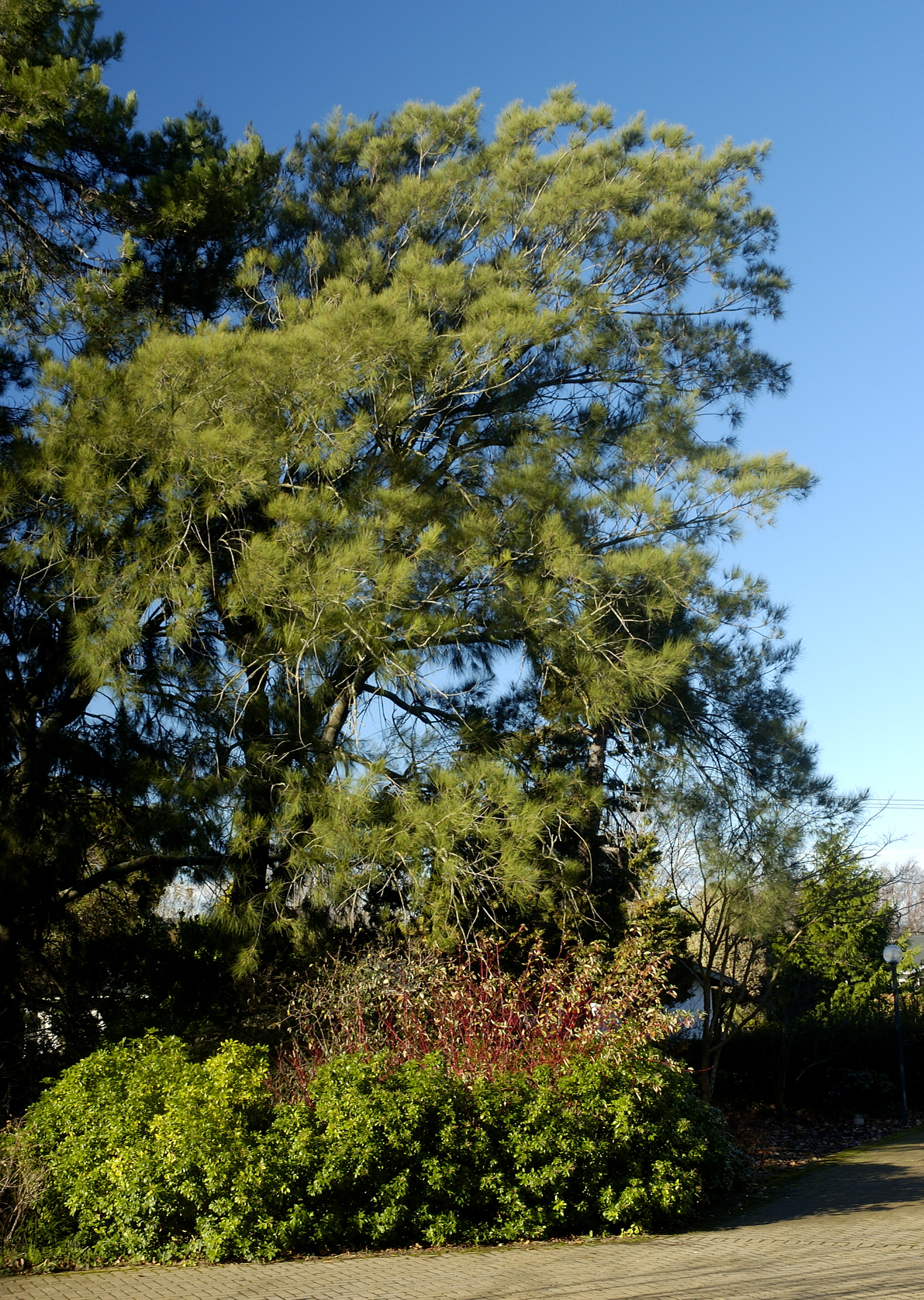 Casuarina, Commerce Building East