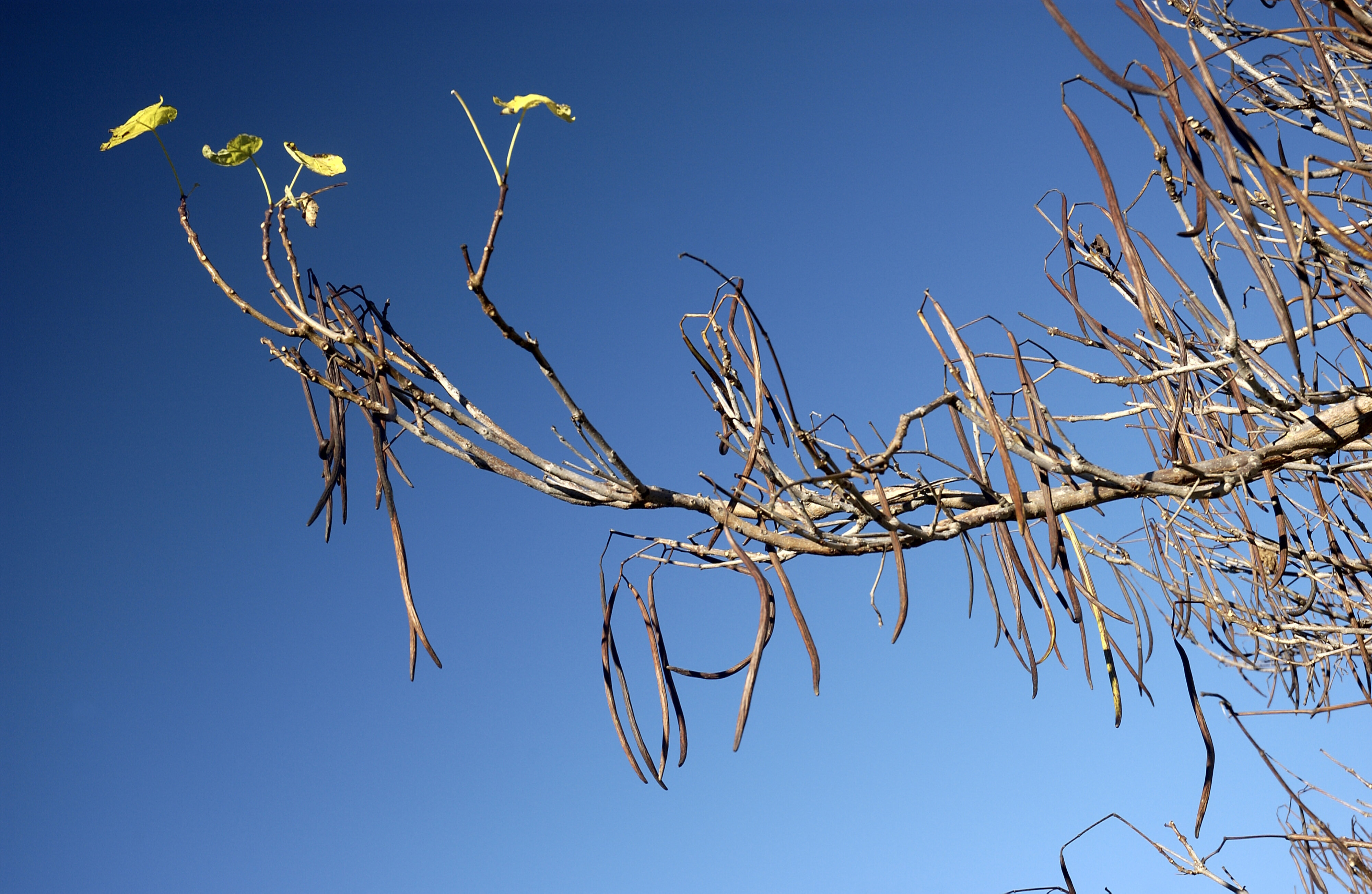 Catalpa beans, Stewart Building East