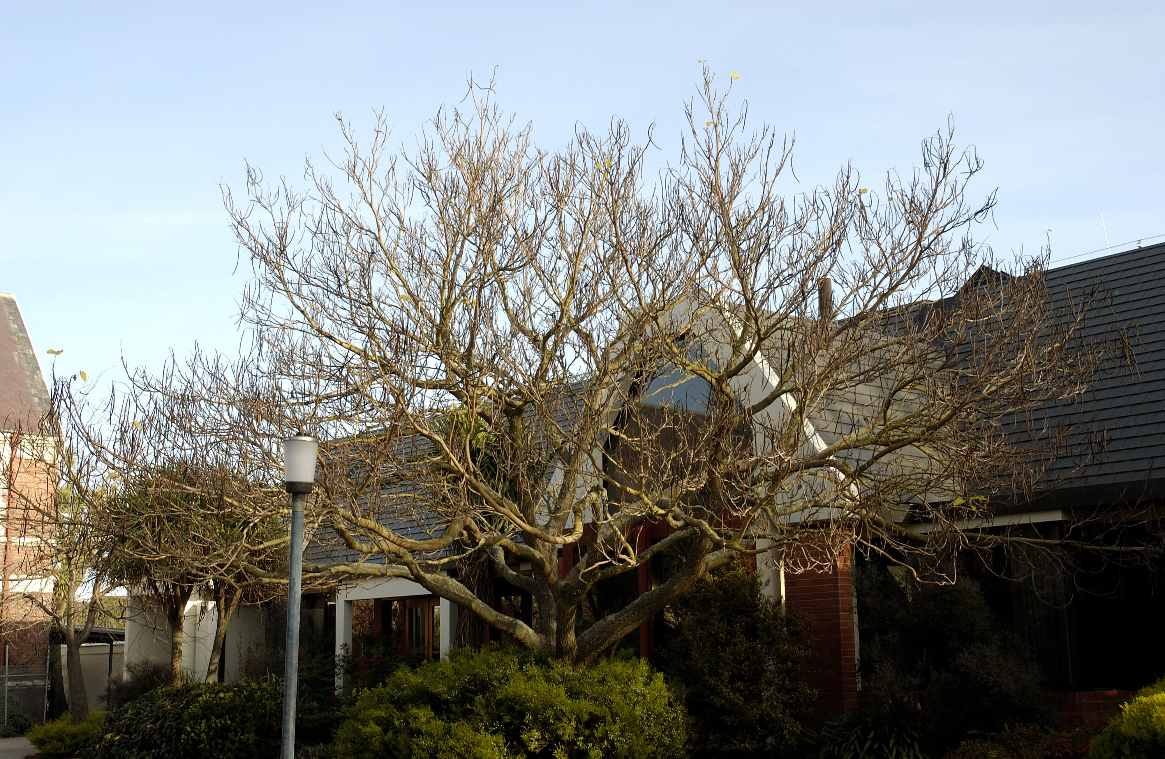 Catalpa, Stewart Building East 01