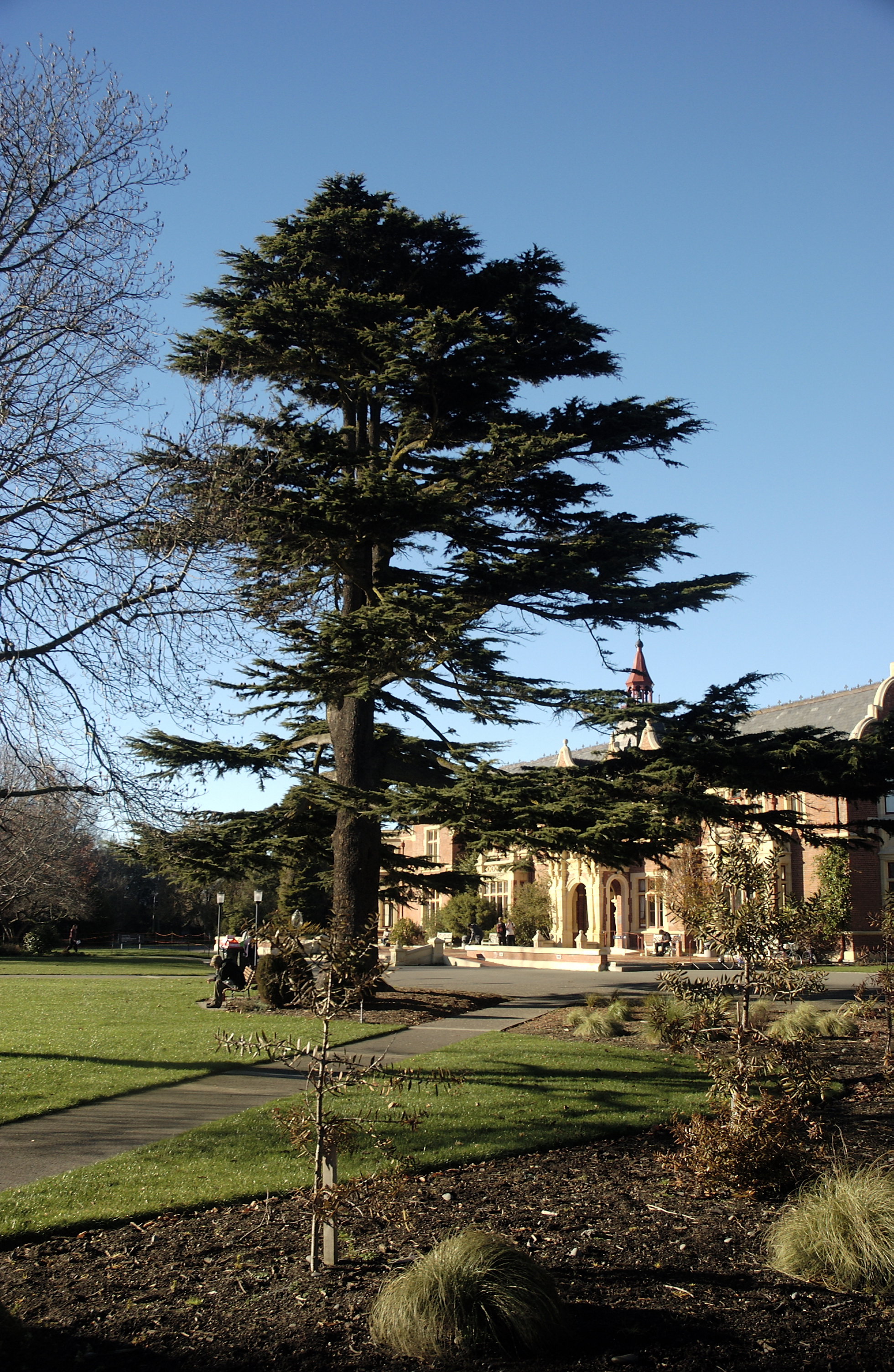 Cedrus libani, Ivey Hall North 02
