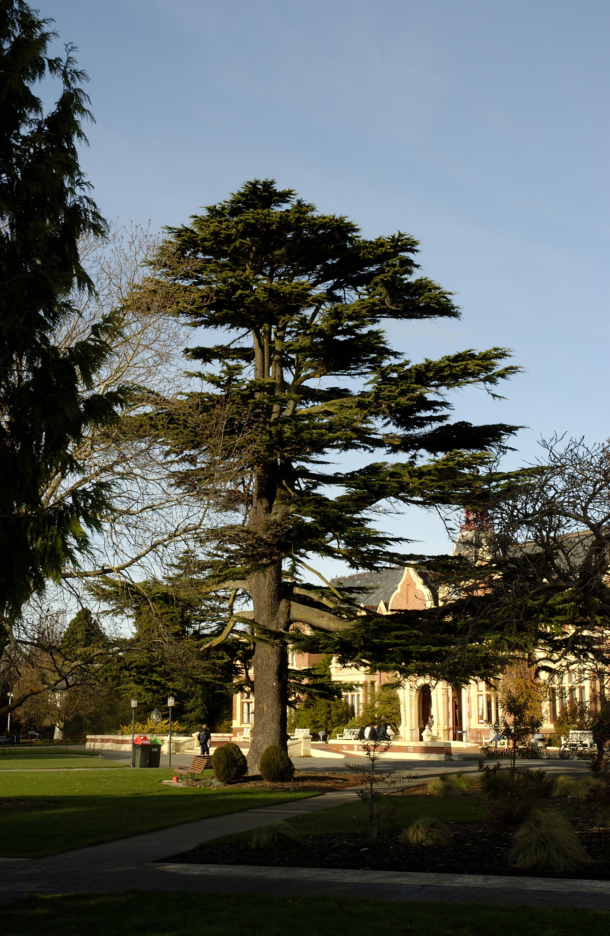 Cedrus libani, Ivey Hall North 01