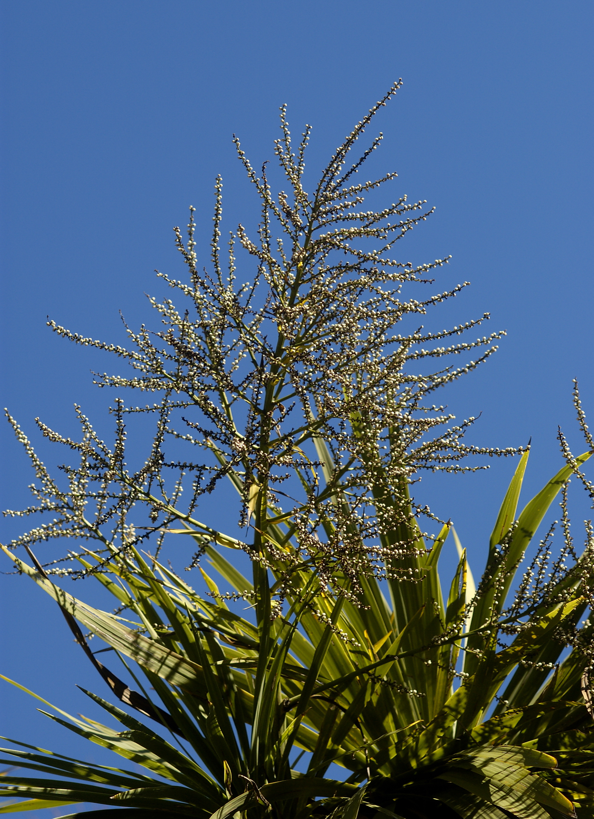 Cordyline australis close-up, Formal Garden 01