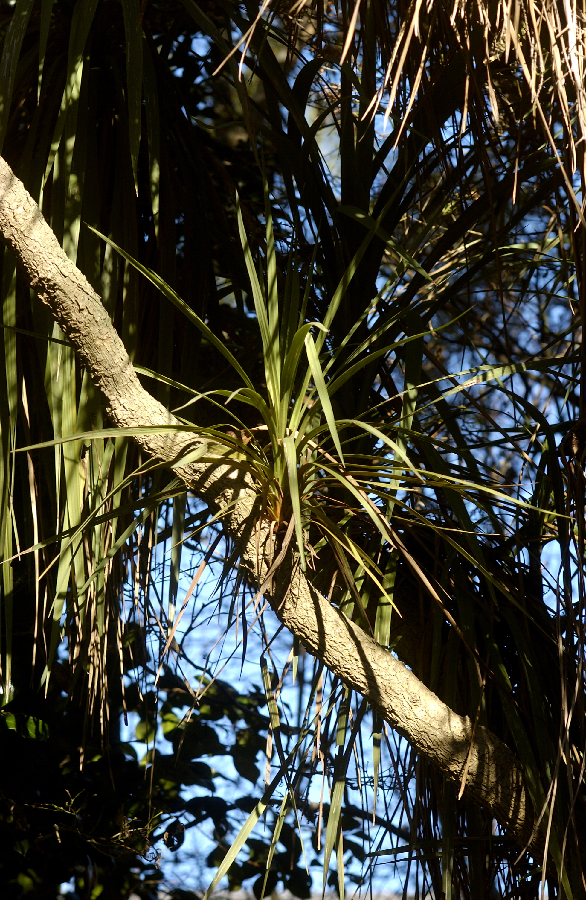 Cordyline australis close-up, Formal Garden 02