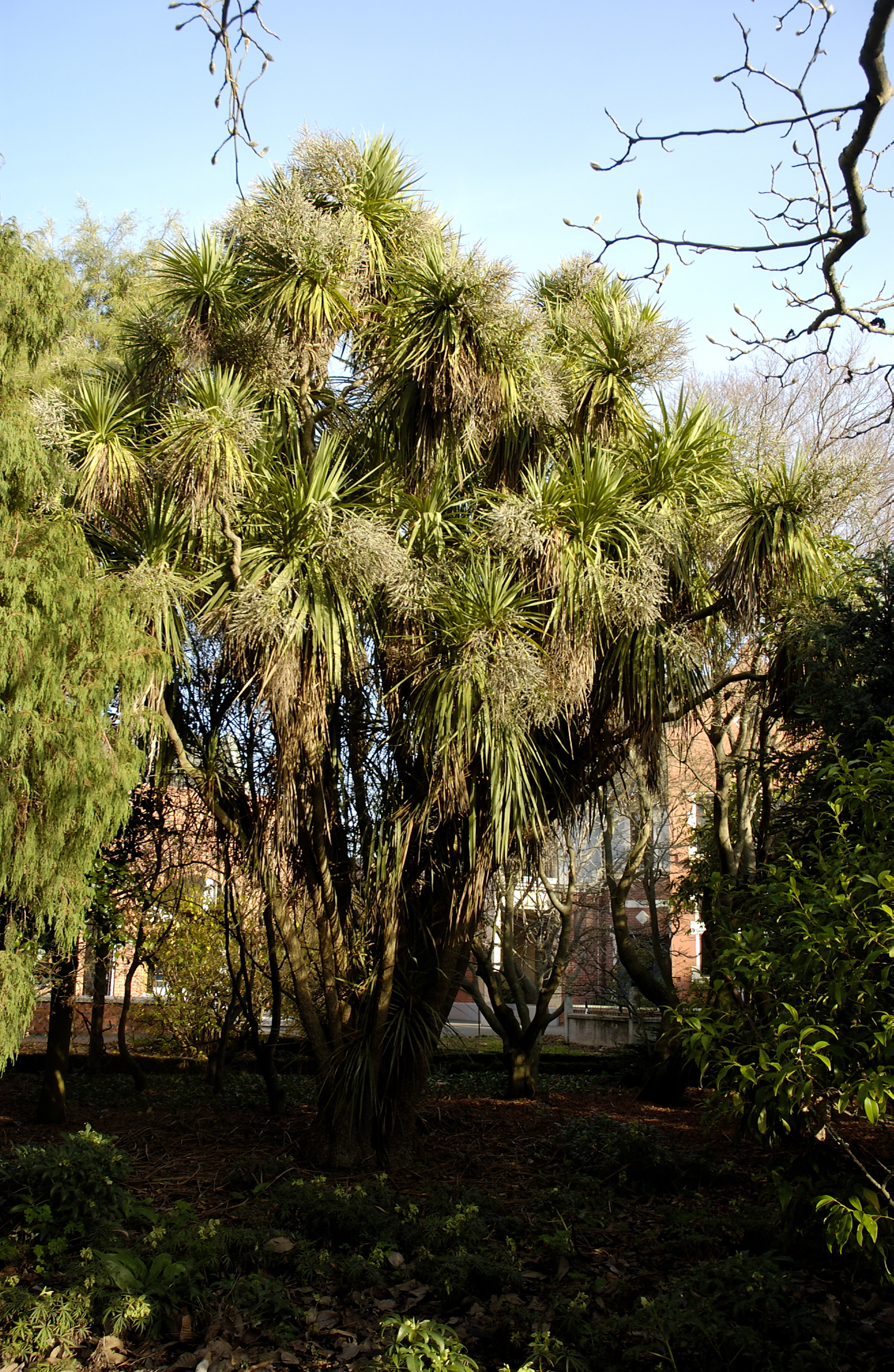 Cordyline australis, Formal Garden 03