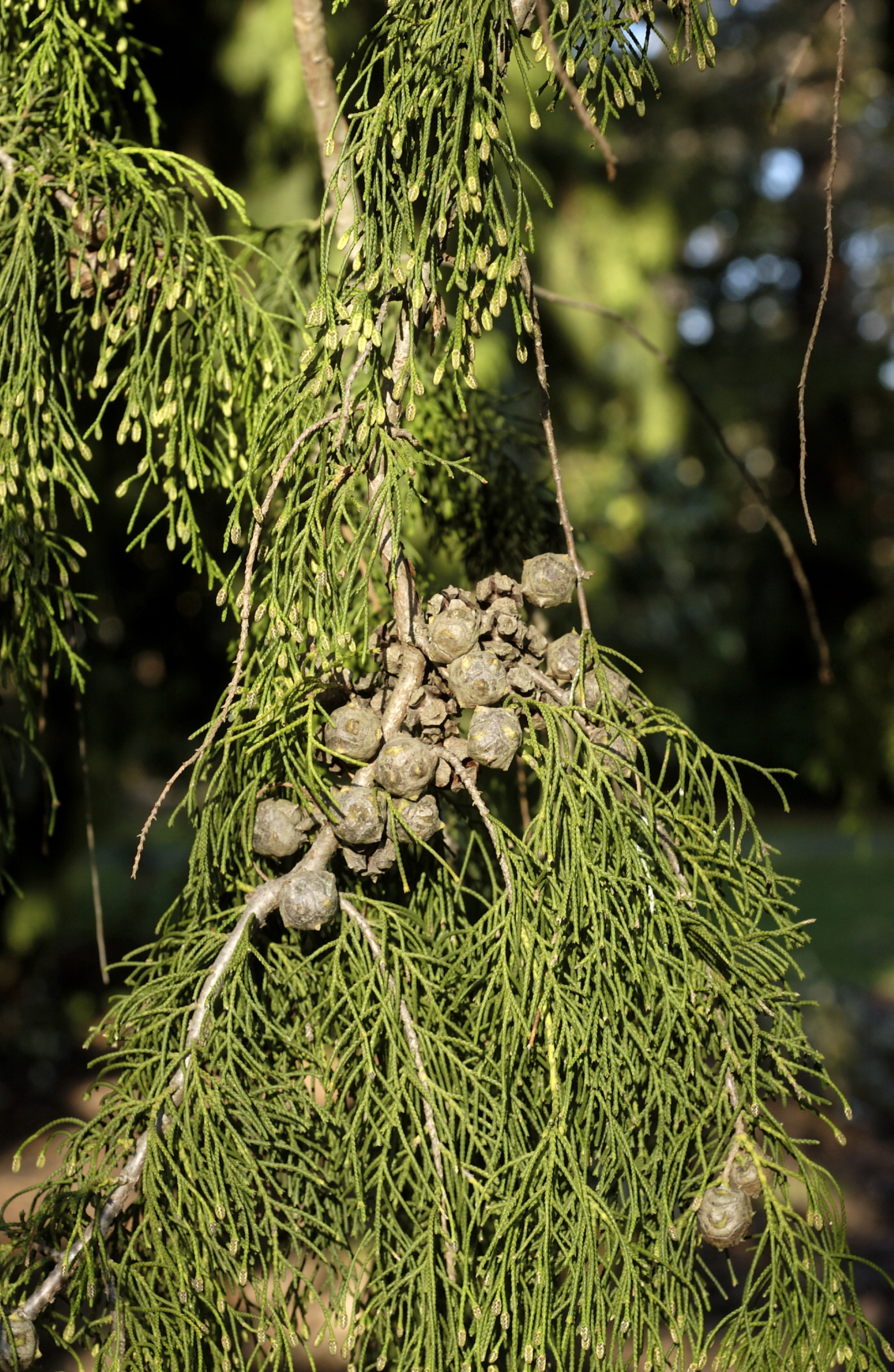 Cupressus lusitanica close-up, The Lodge East