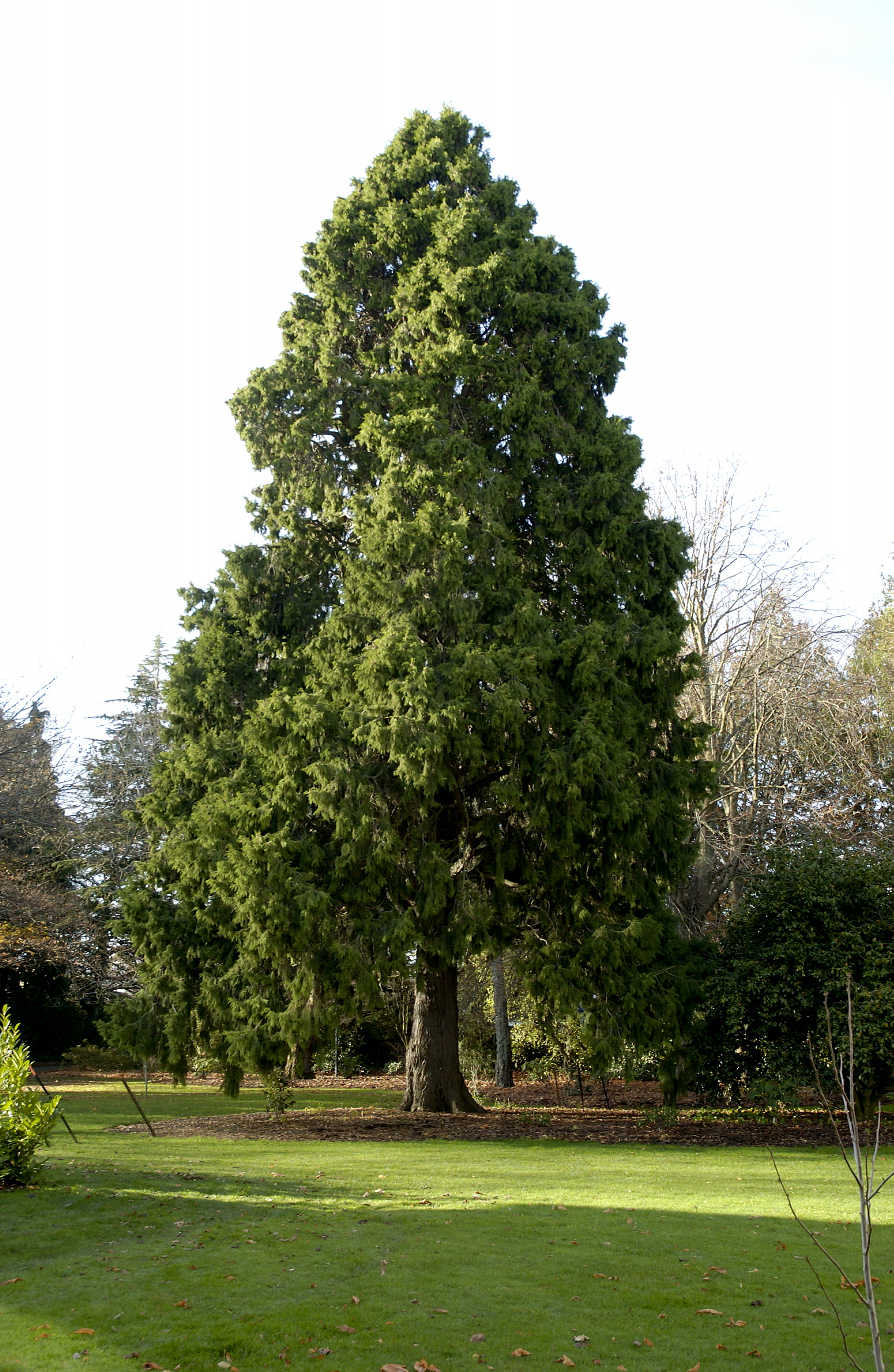 Cupressus lusitanica, The Lodge East