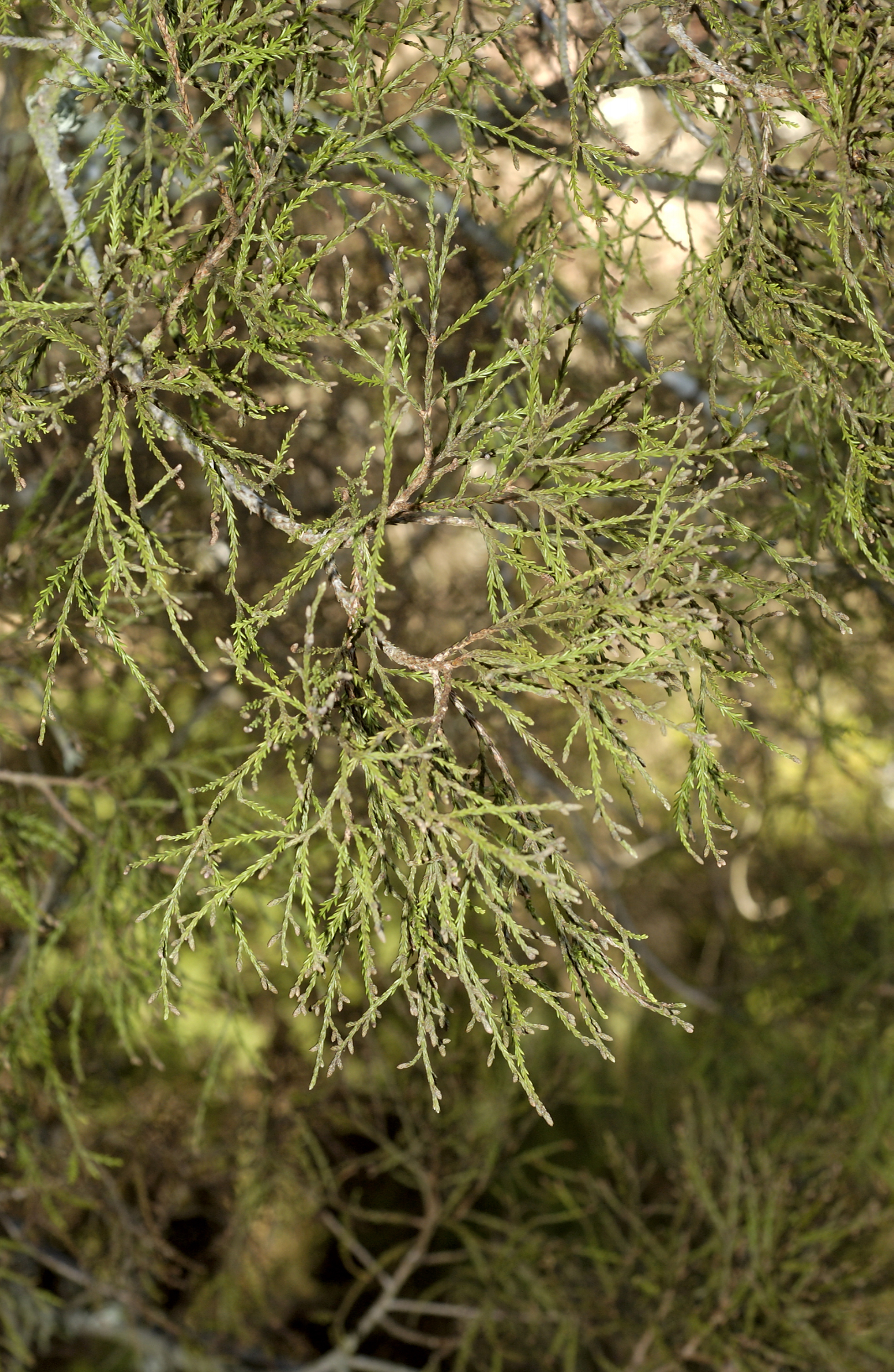 Kahikatea close-up_2723