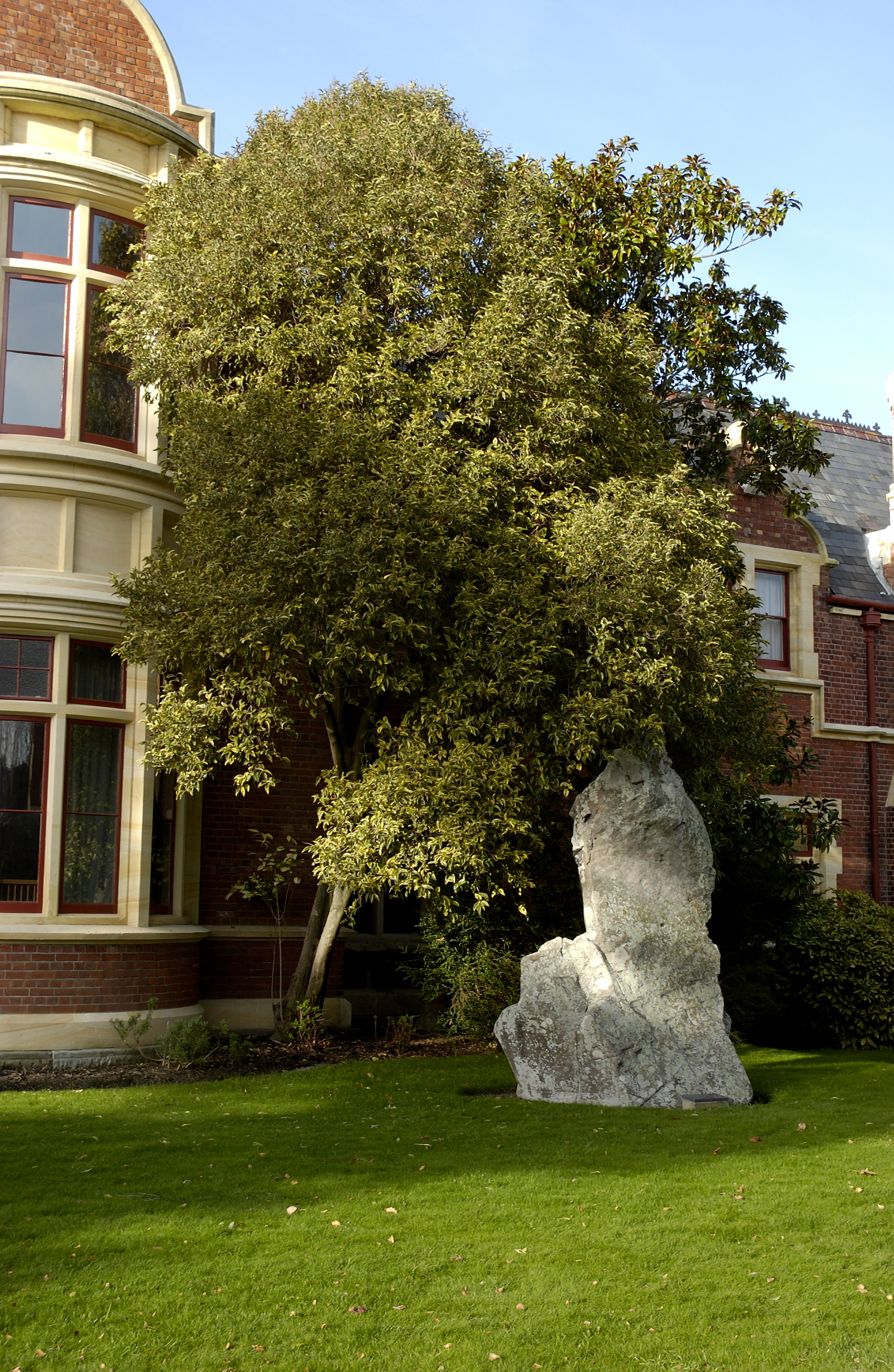 Ligustrum, Hudson Rock