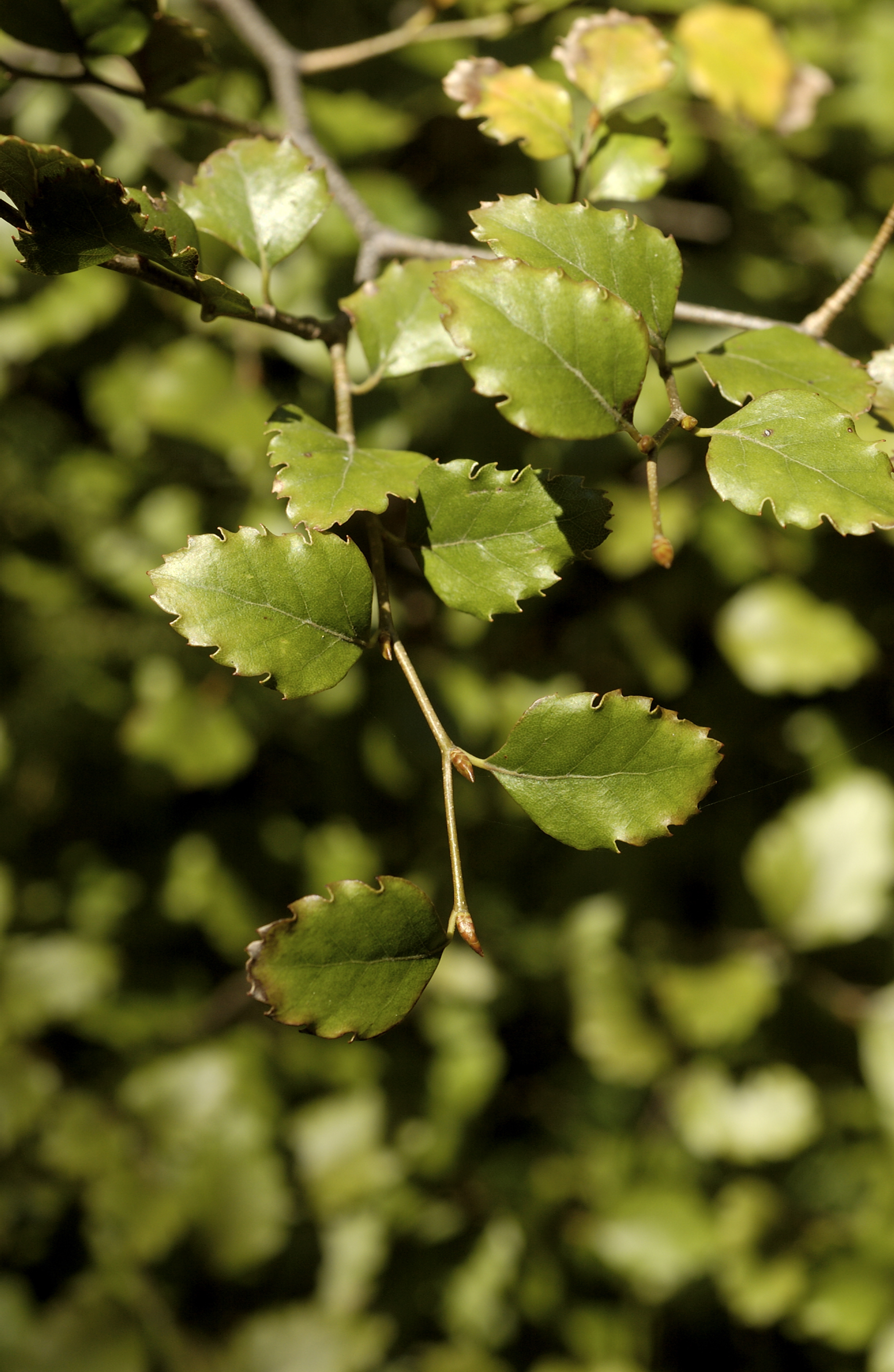 Nothofagus fusca close-up, Stewart Building North-east