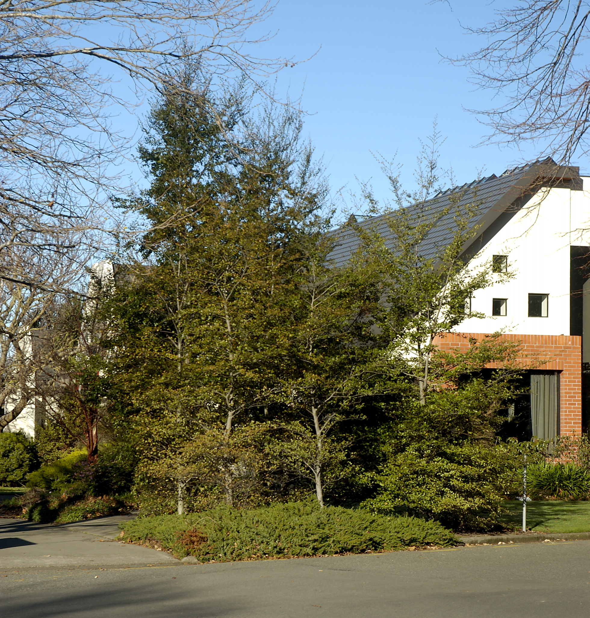 Nothofagus fusca, Stewart Building North-east 01