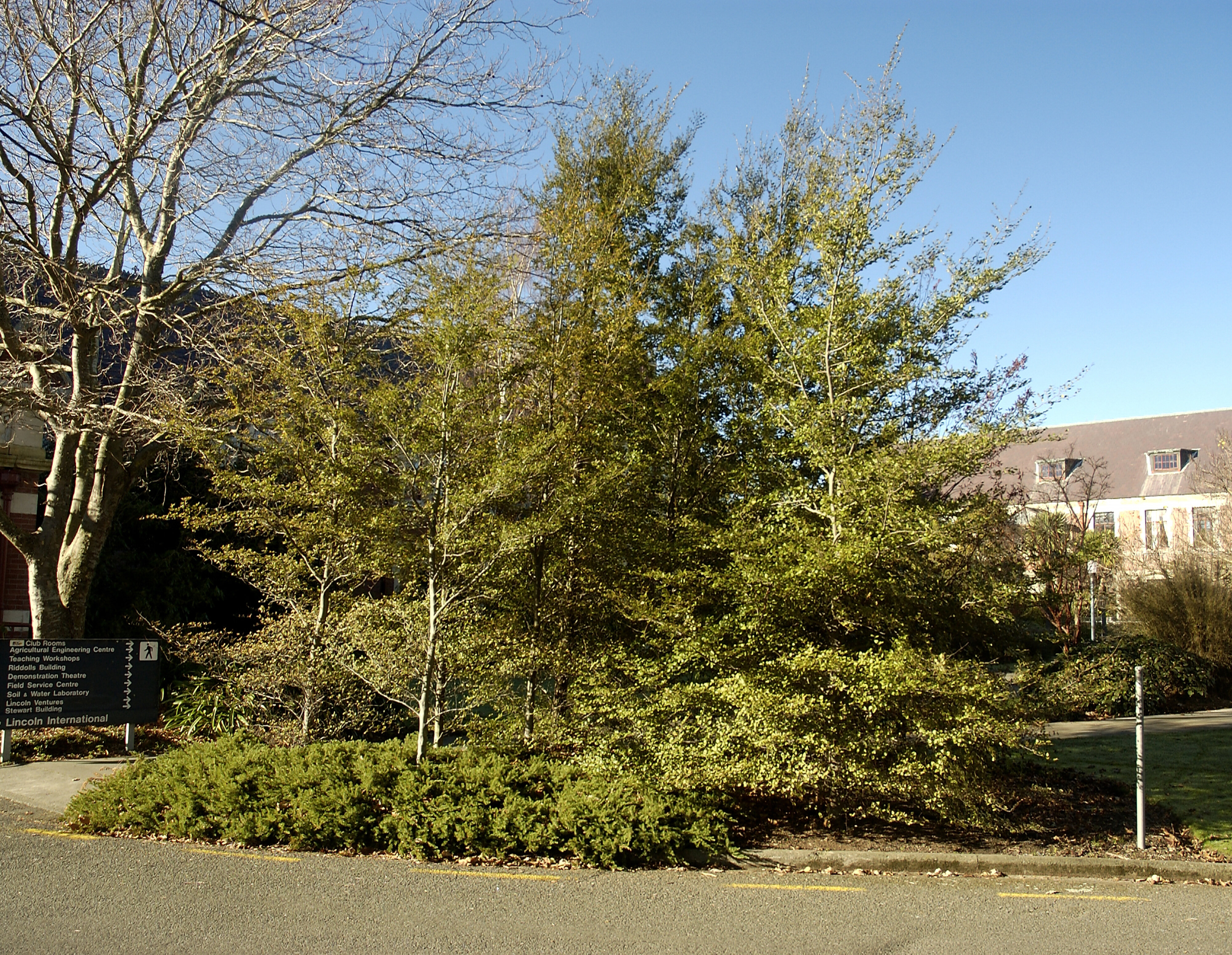 Nothofagus fusca, Stewart Building North-east 02