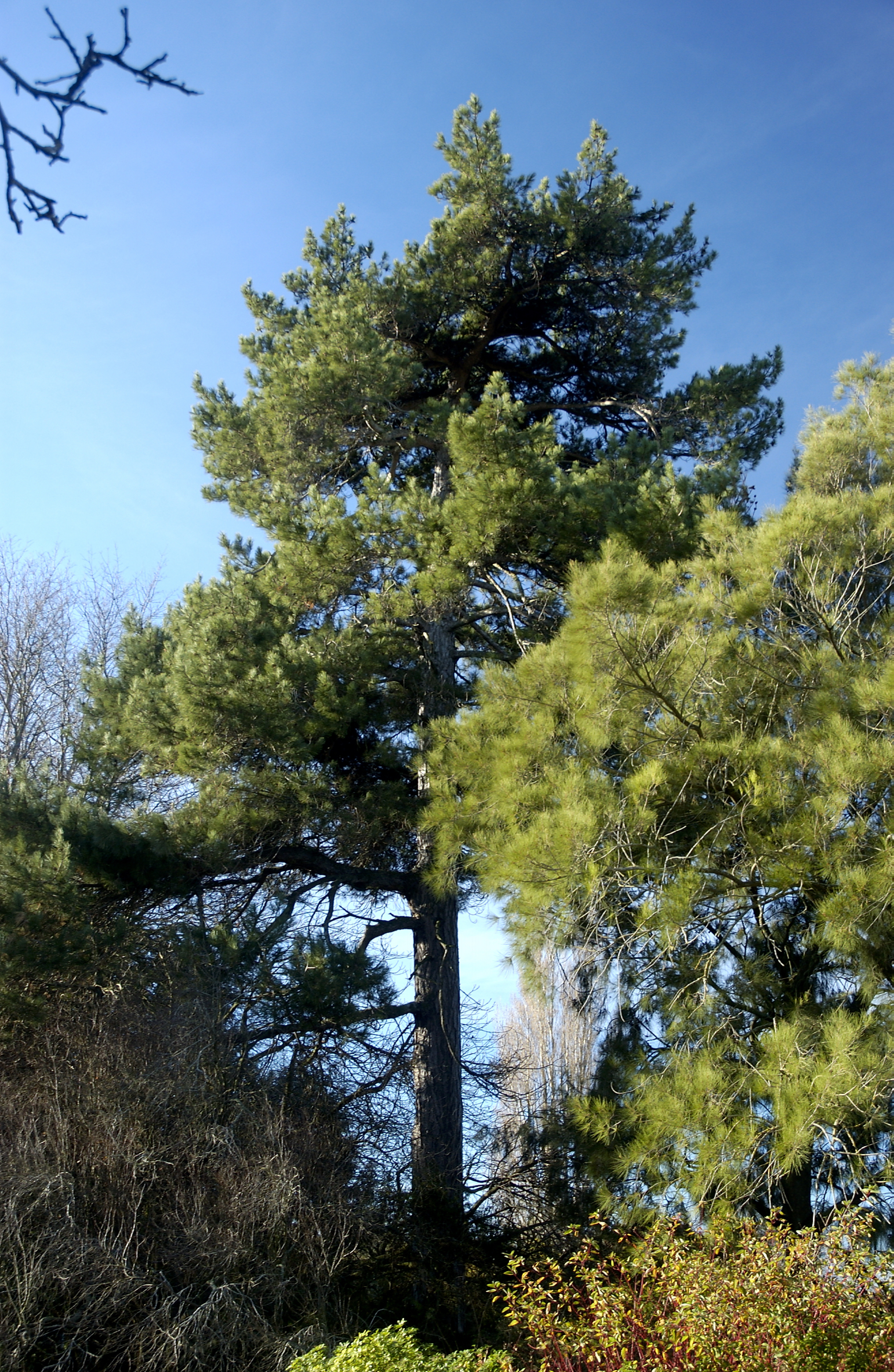 Pinus nigra_2731