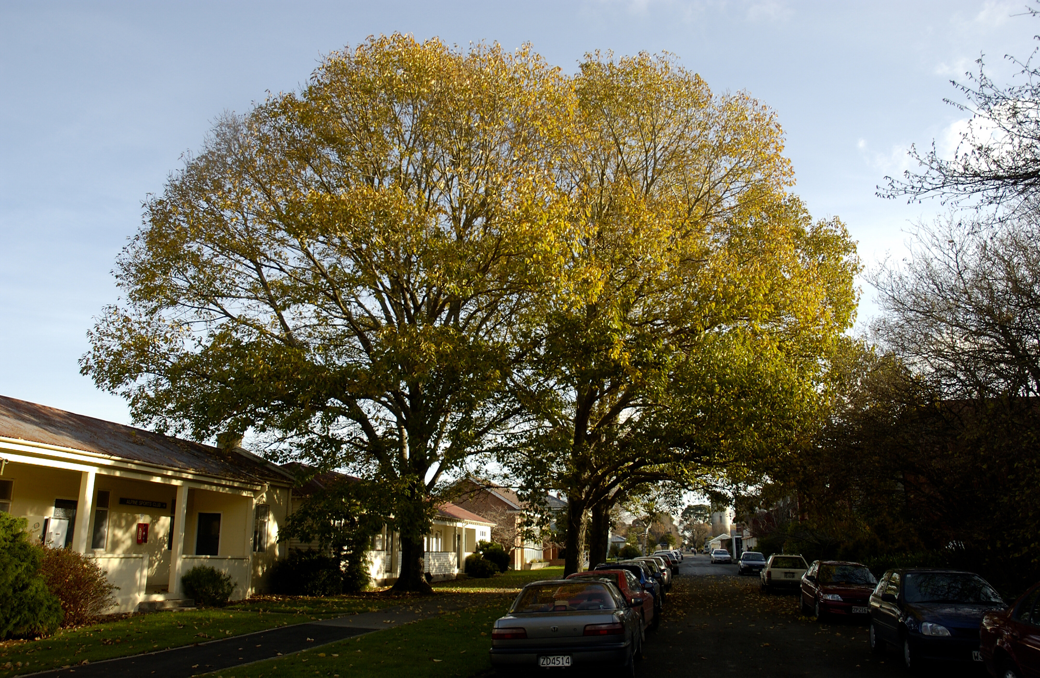 Populus yunnanensis, Commerce Building South