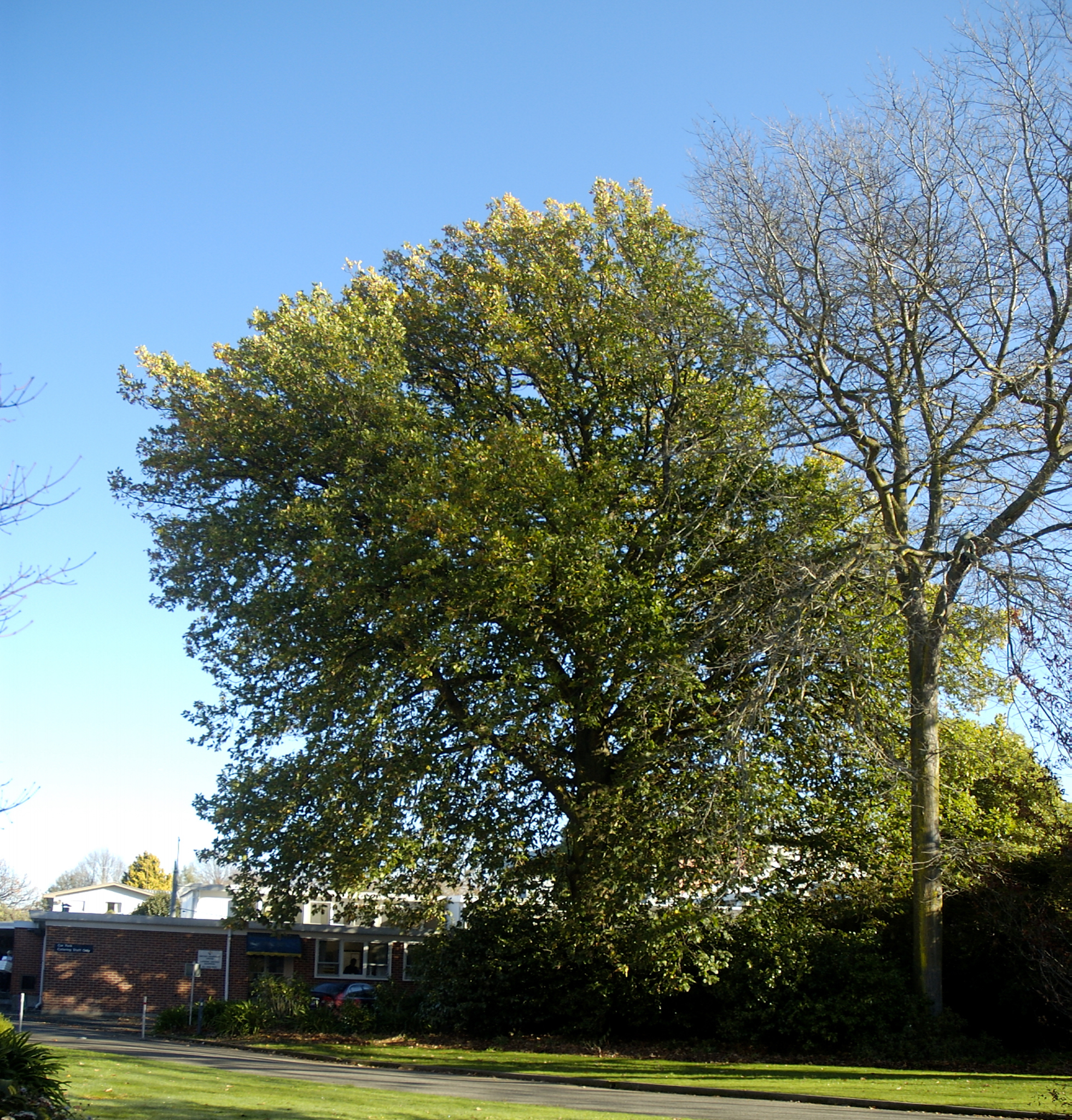 Quercus, Dining Hall South