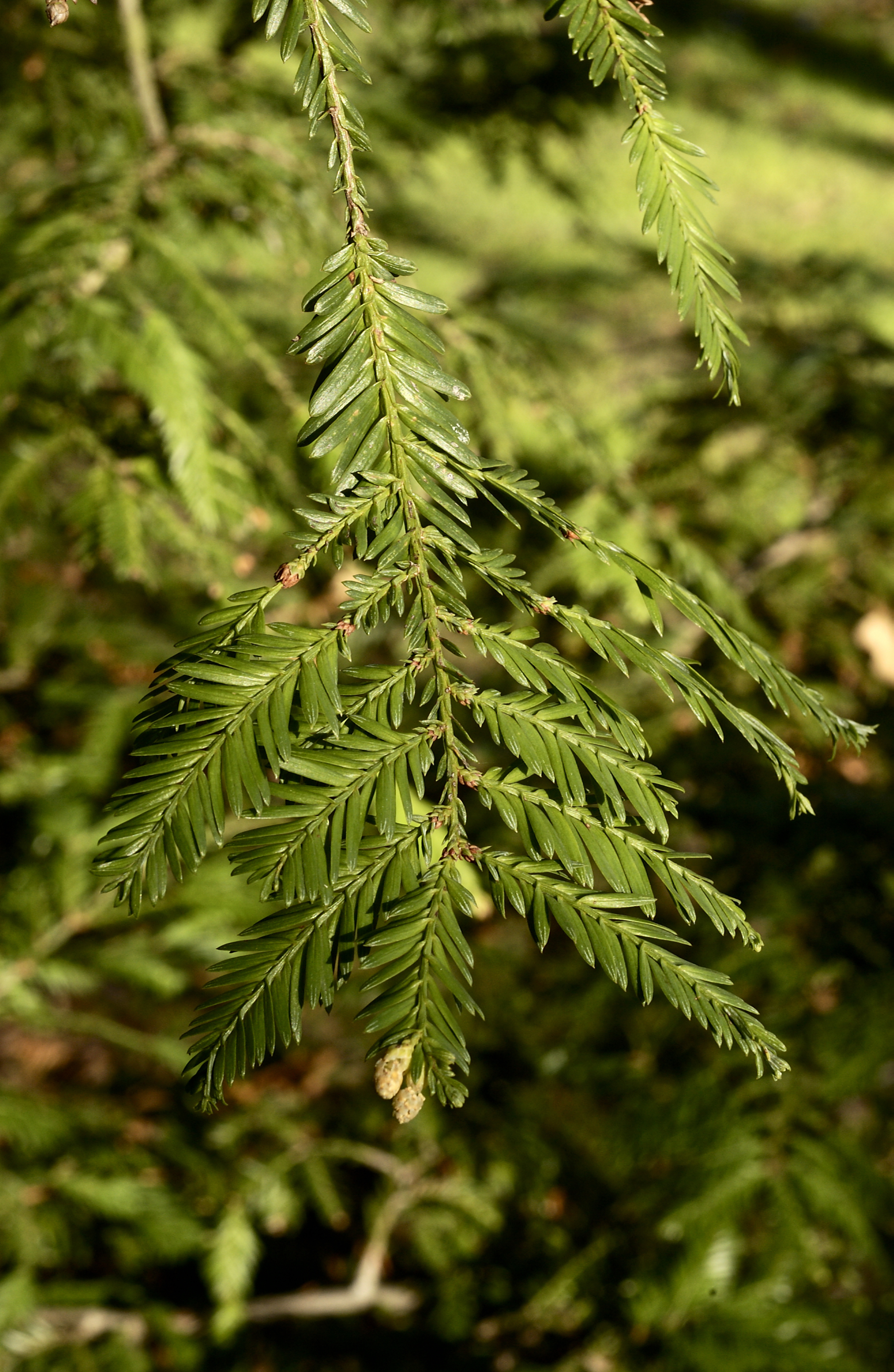 Sequoia close-up