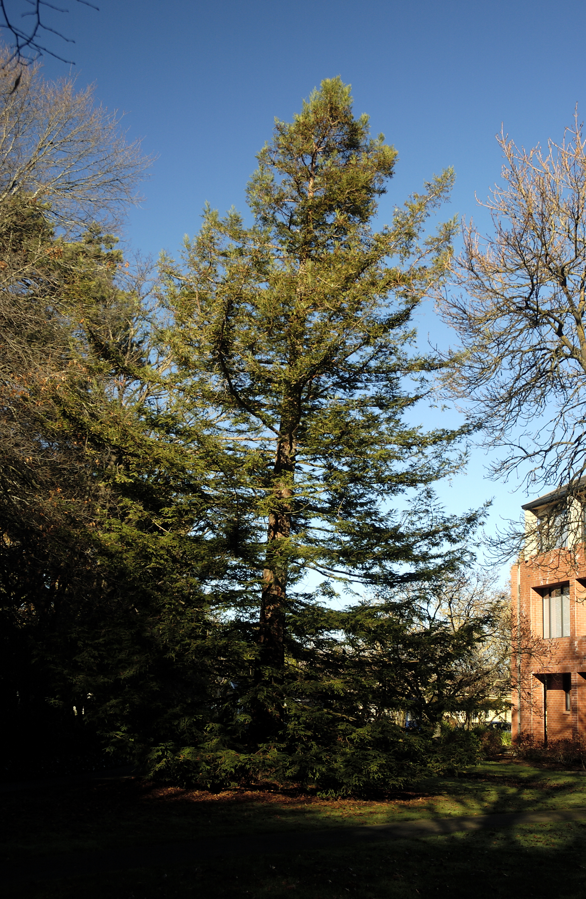 Sequoia sempervirens, Commerce Building East