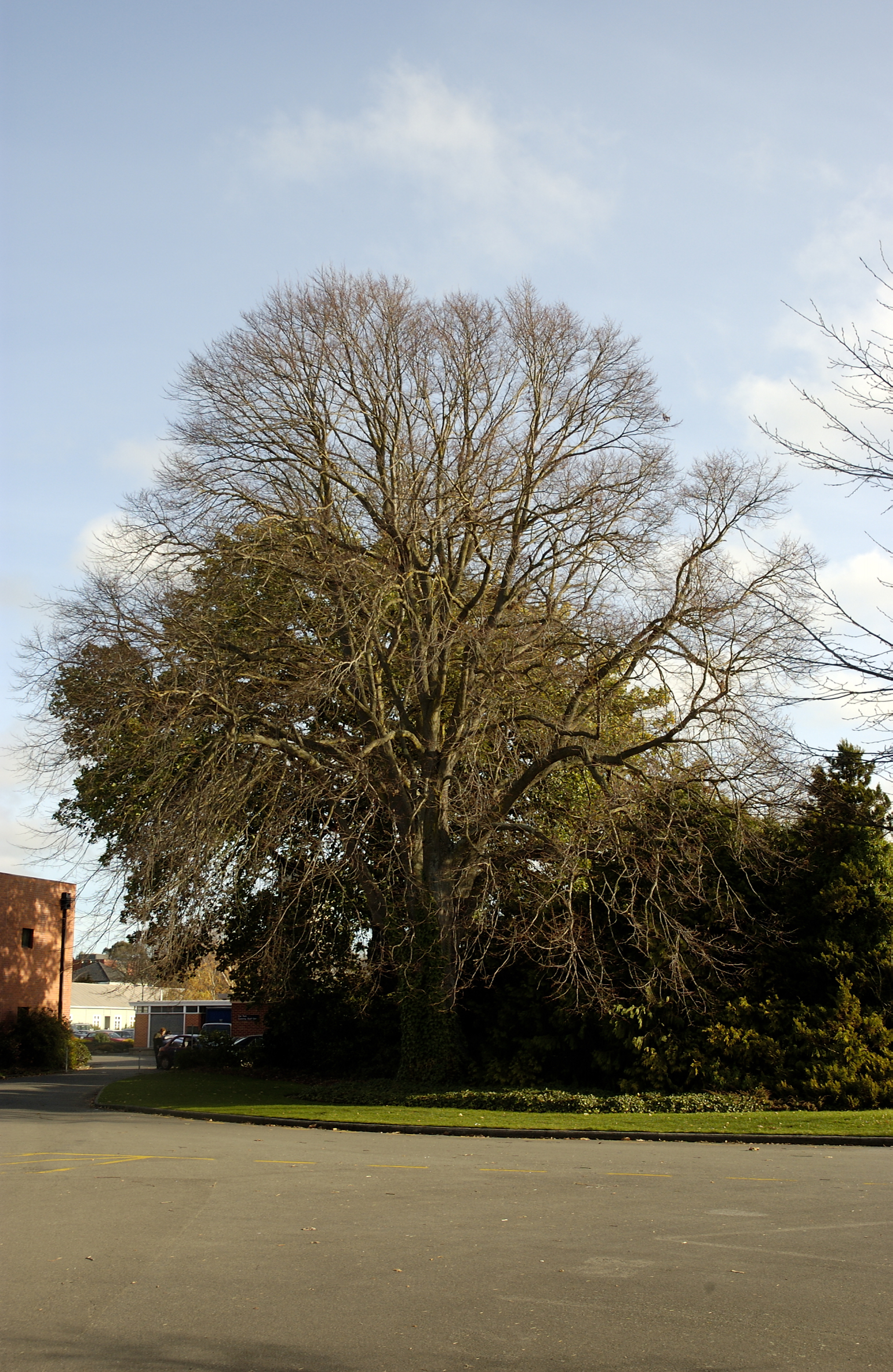 Tilia vulgaris, Dining Hall East 02