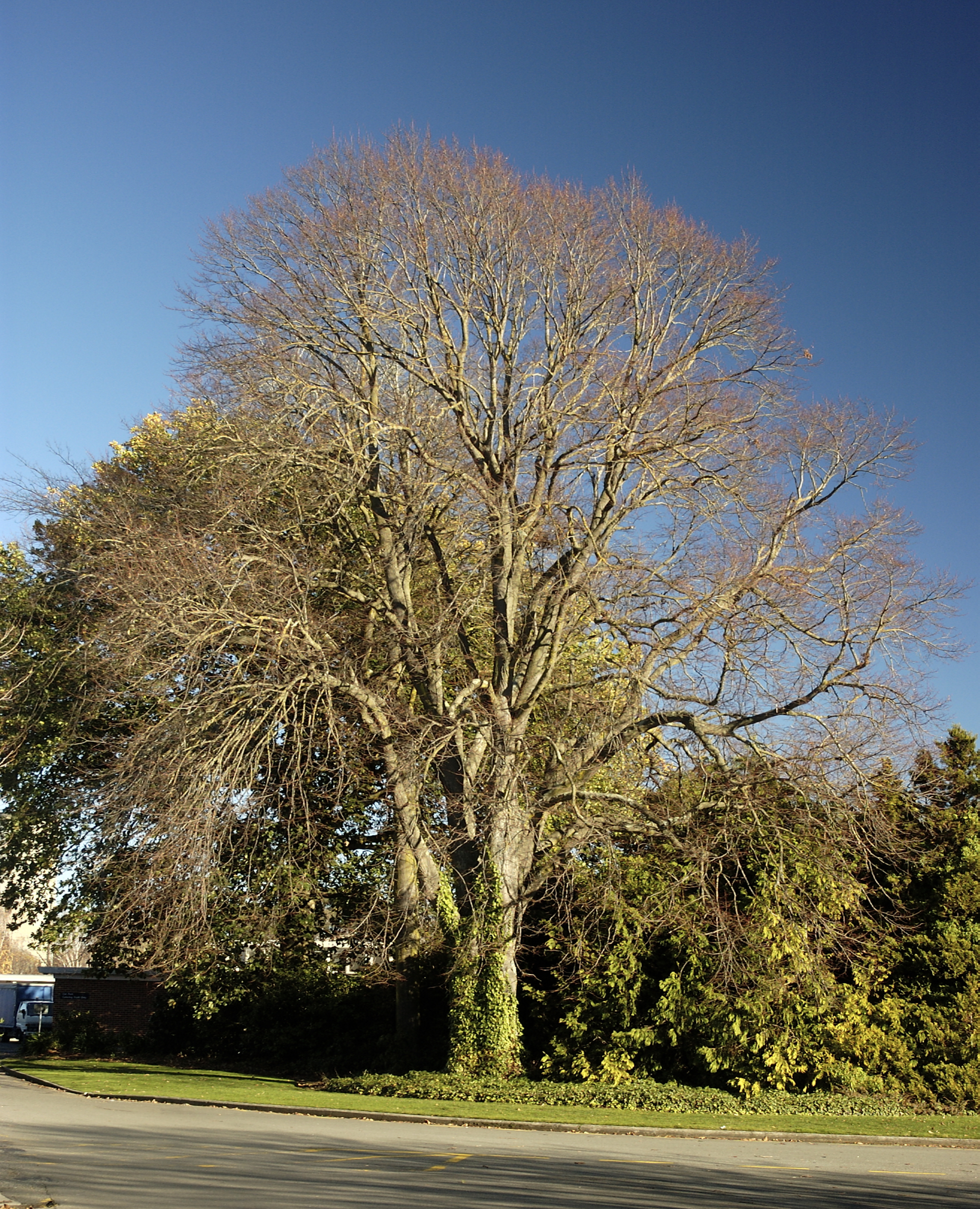 Tilia vulgaris, Dining Hall East 02