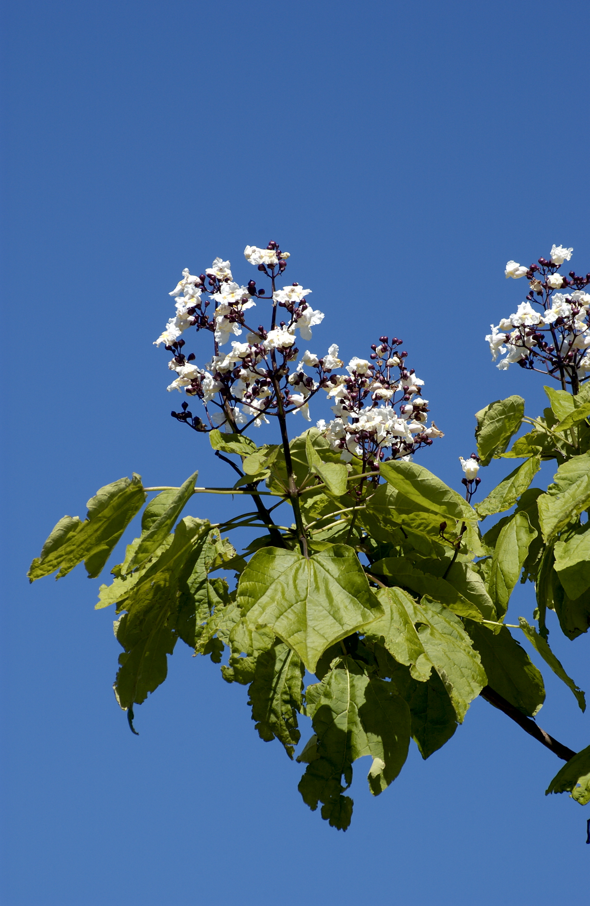 Catalpa, Stewart East 03