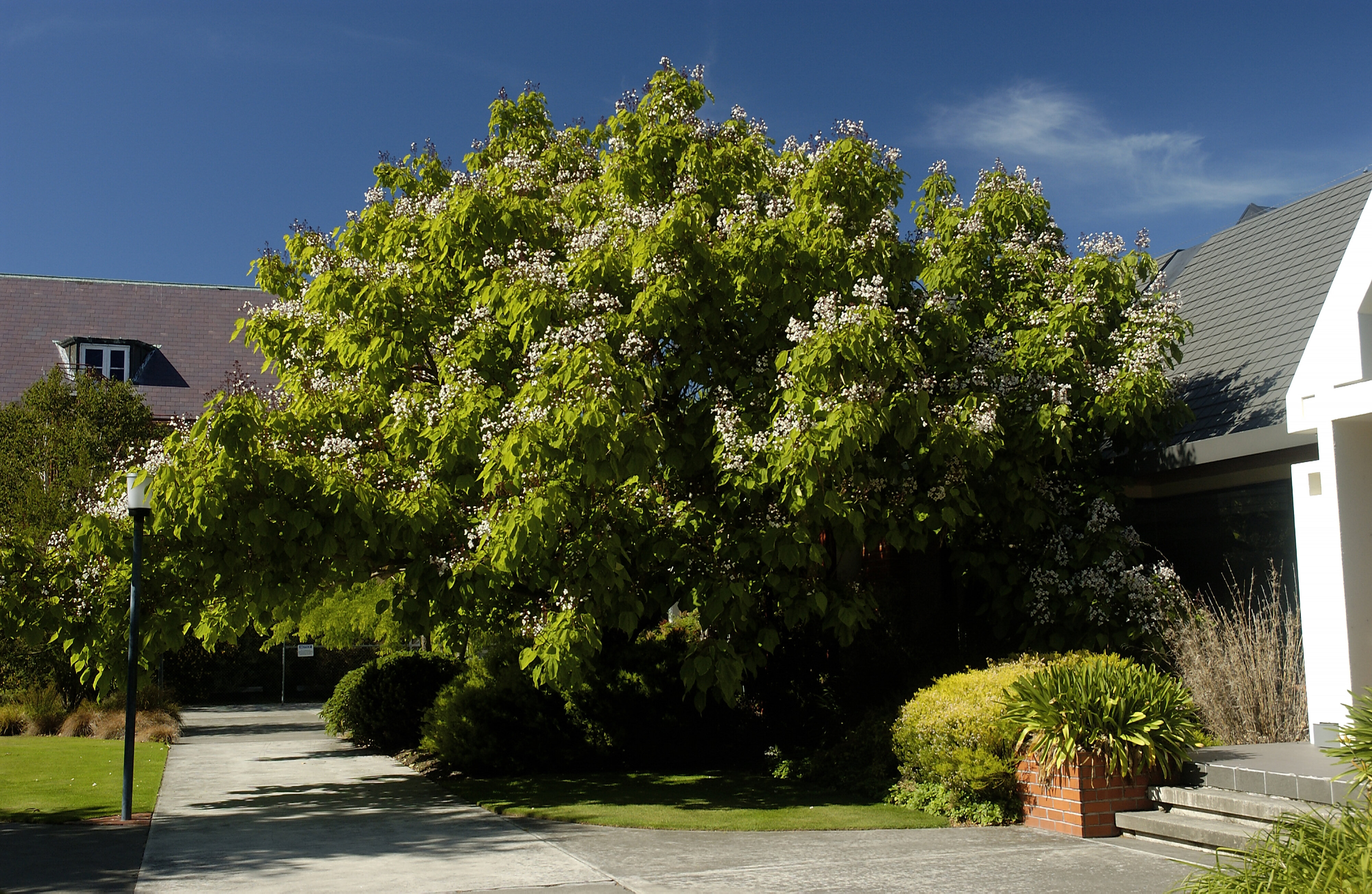 Catalpa, Stewart East 04