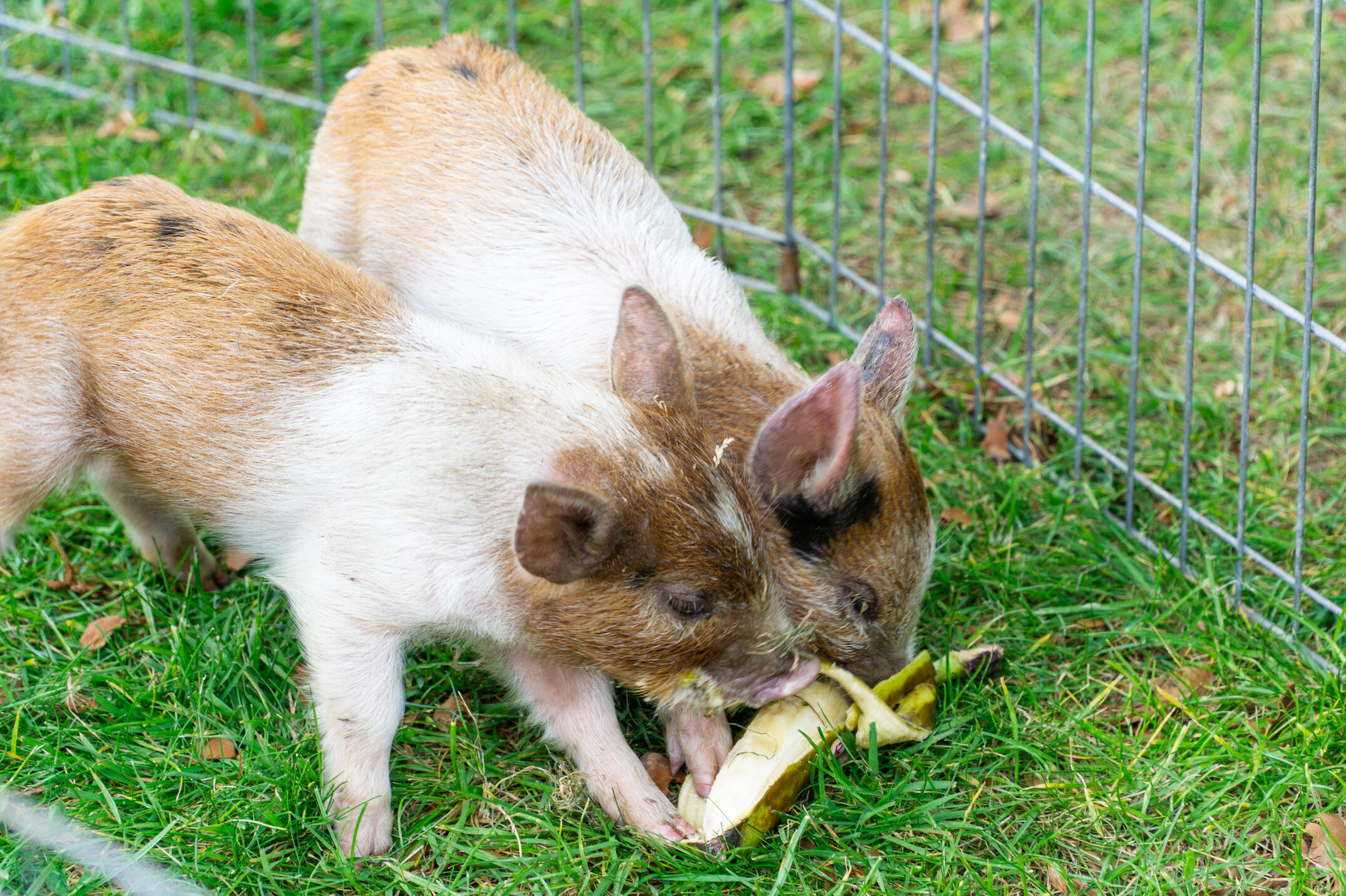 2024 Lincoln Community Day (8)