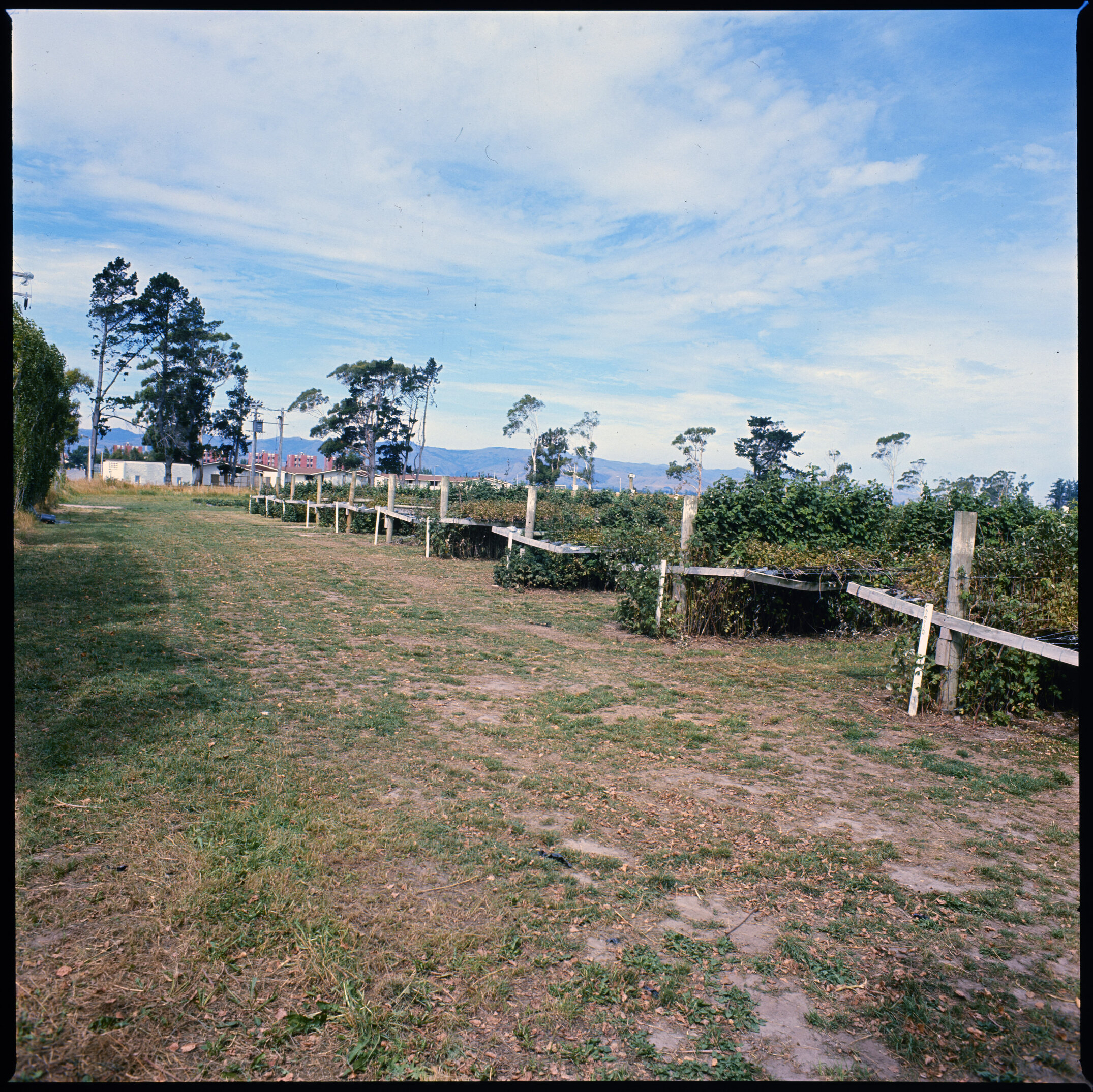 Lincoln College Horticulture Research Area, berry plants, 1976 (1)