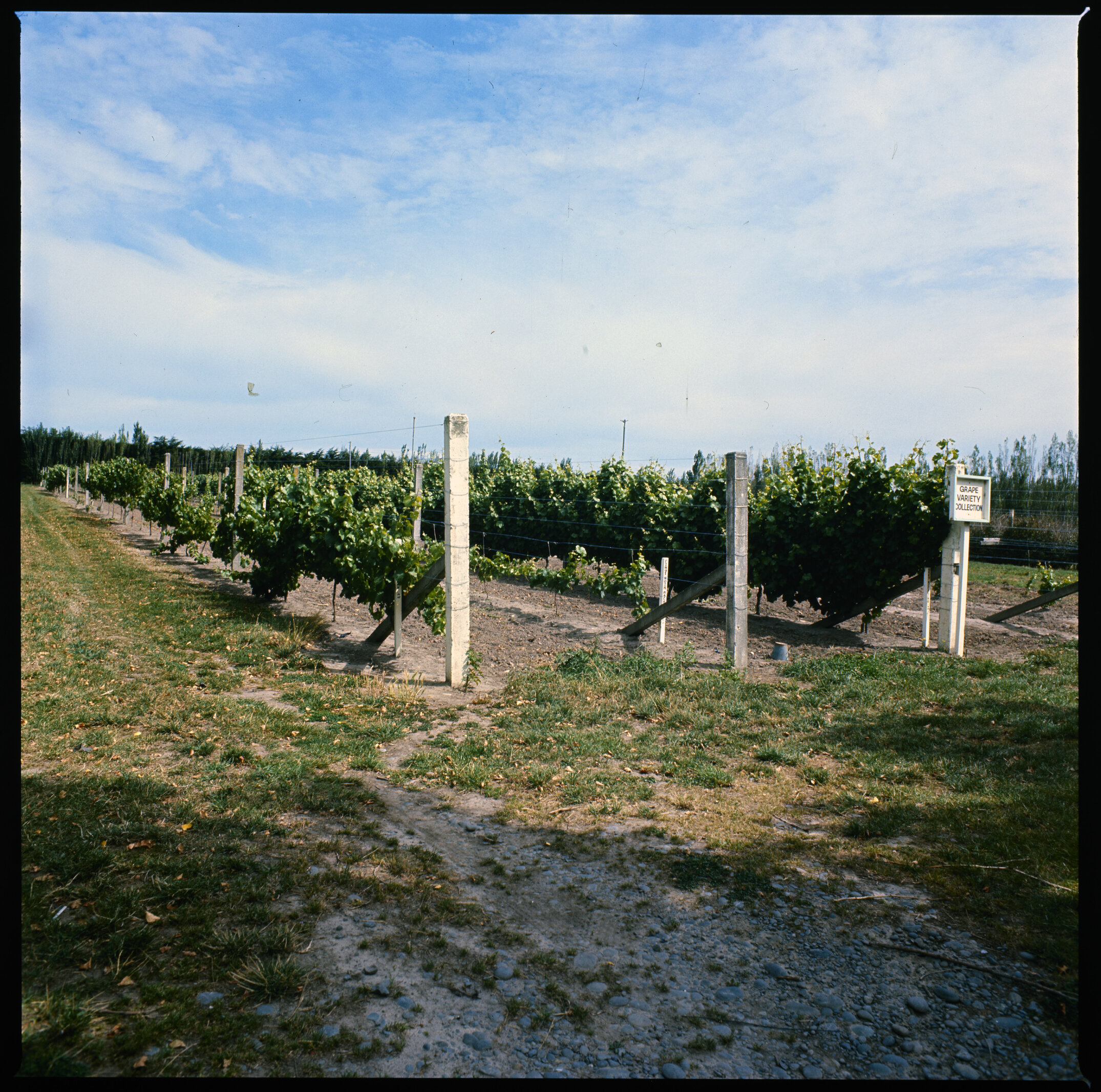 Lincoln College Horticulture Research Area, Lincoln Vinyard, 1976 (2)