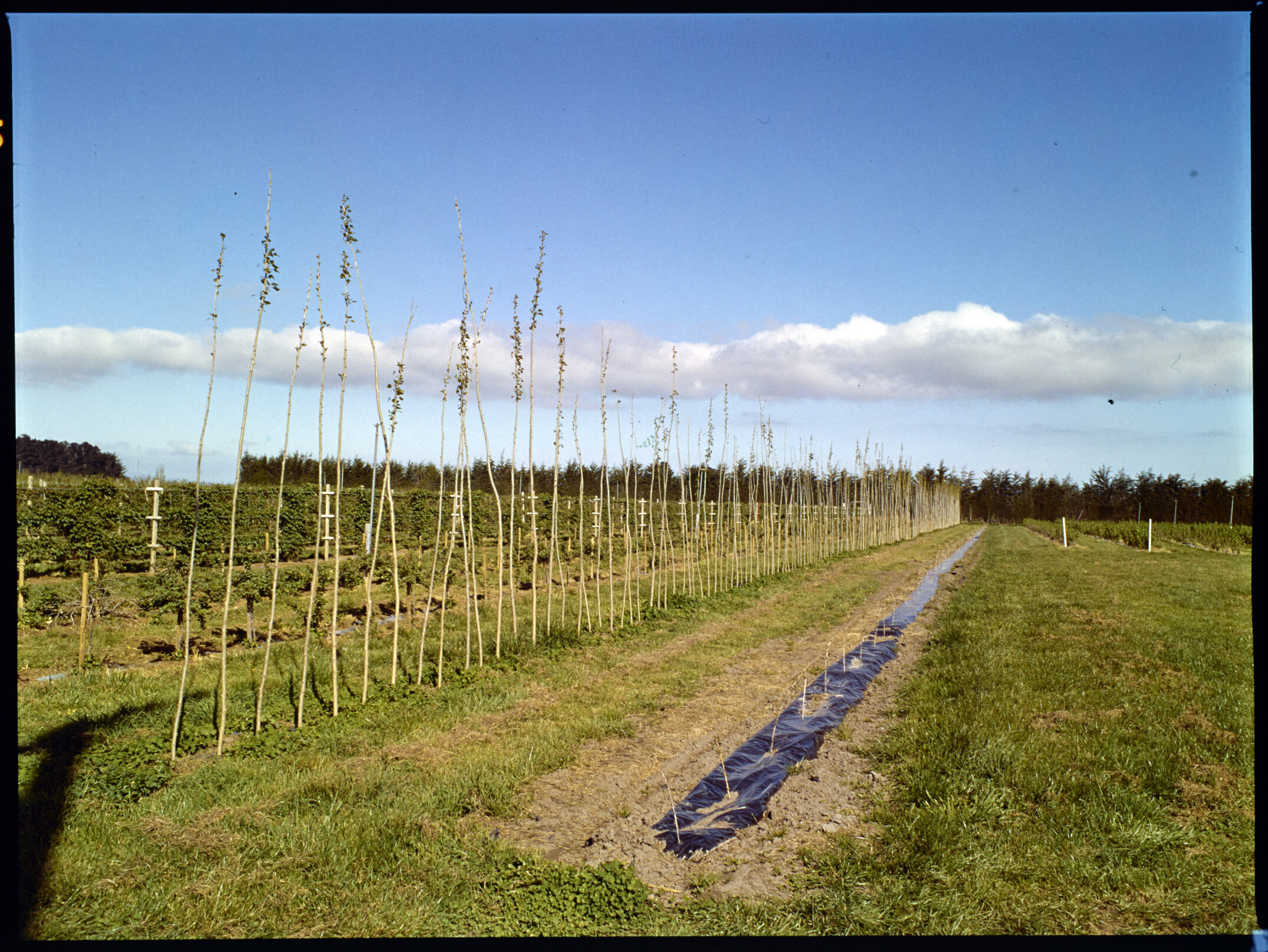 Lincoln College Horticulture Research Area, 1976 (2)