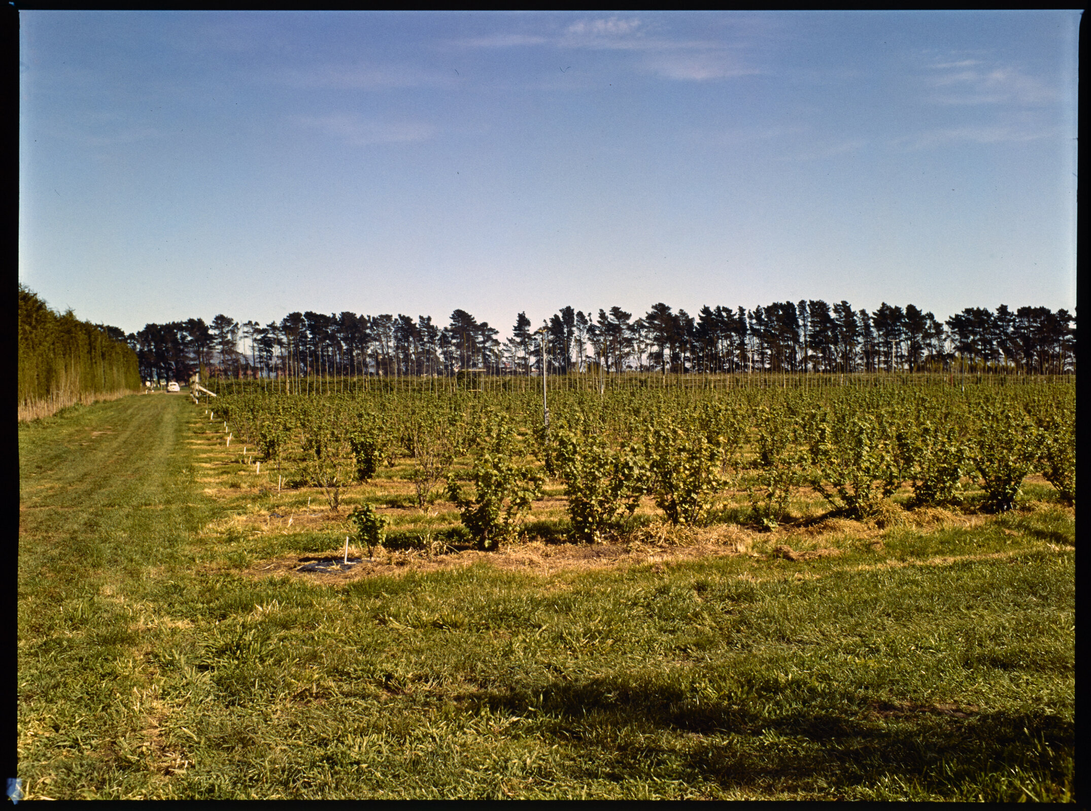 Lincoln College Horticulture Research Area, 1976 (3)