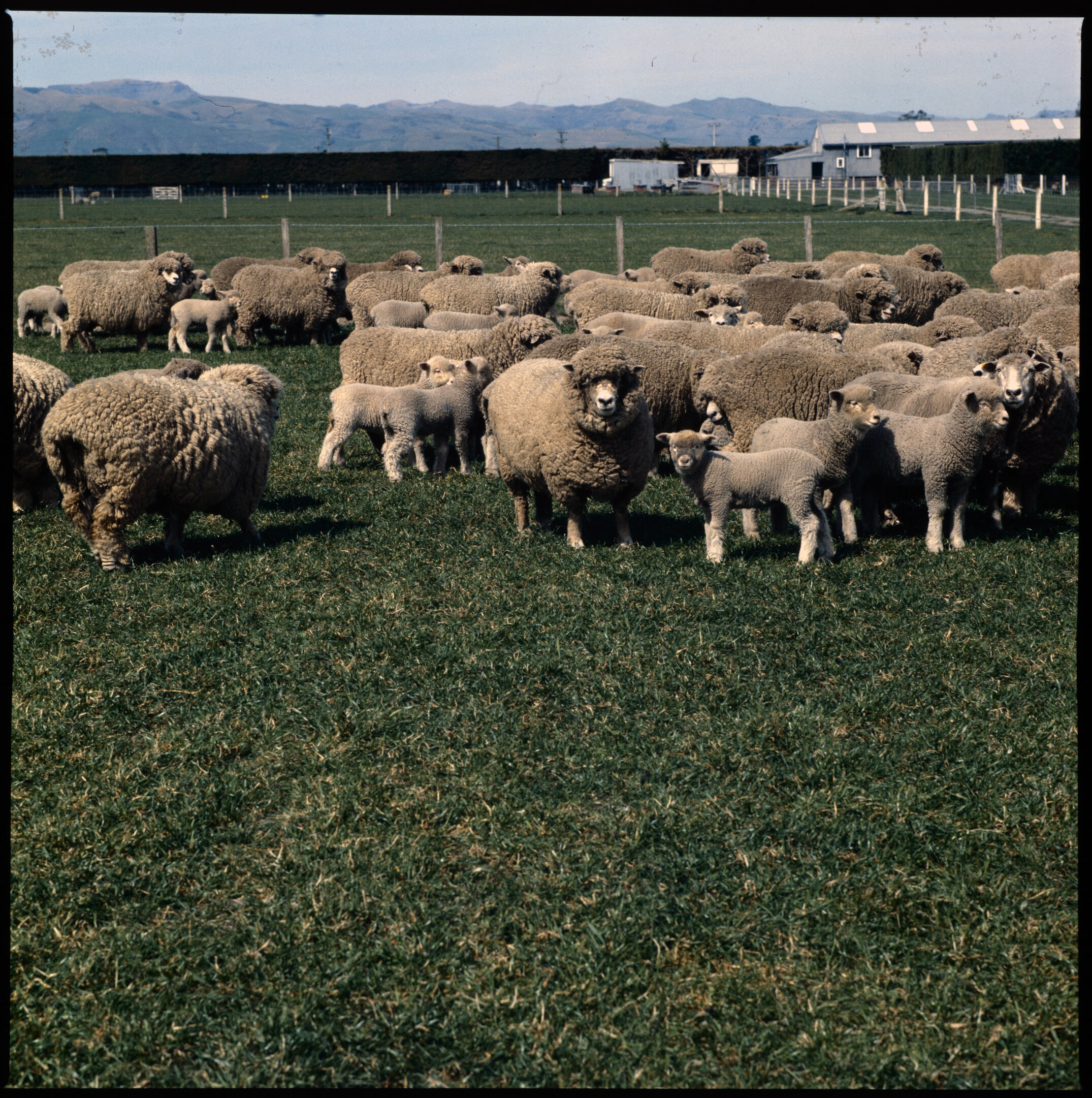 Sheep in field, 1977 (1)