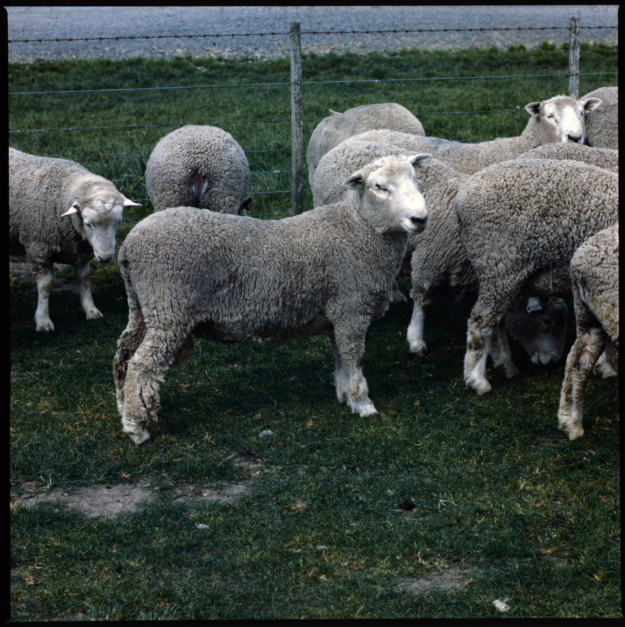 Sheep in field, 1977 (3)