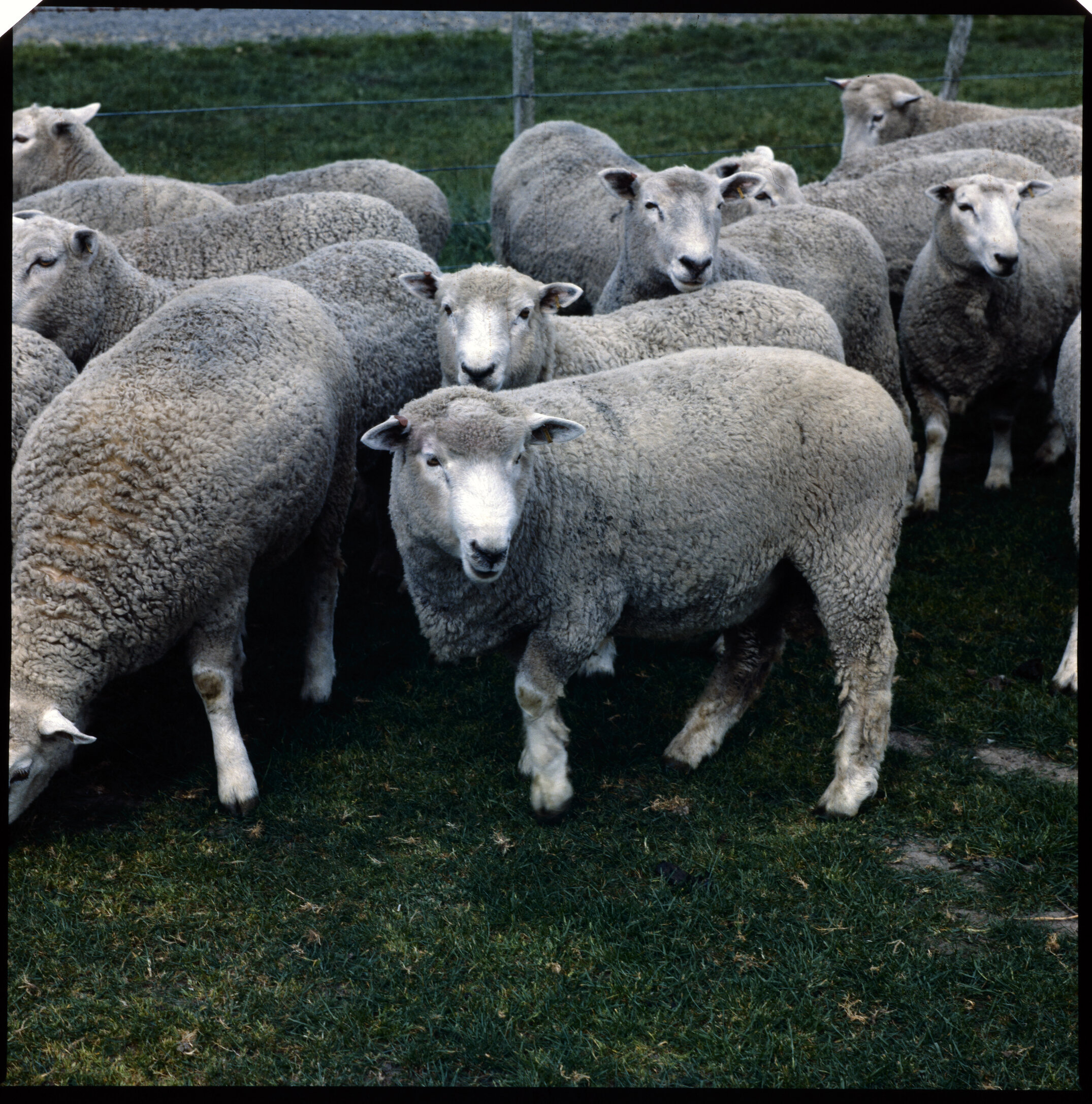Sheep in pasture, 1977 (2)