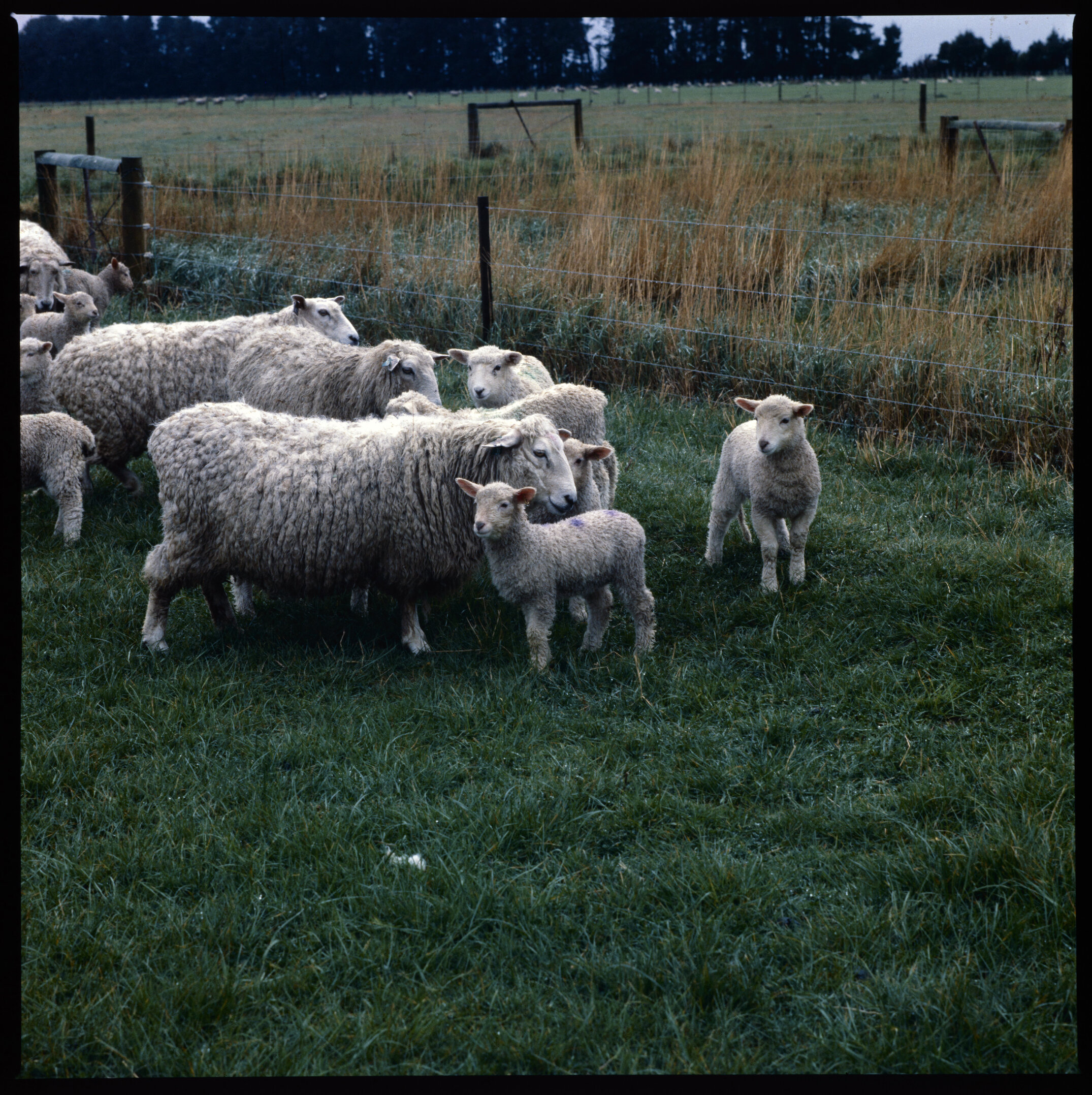 Sheep in pasture, 1977 (3)