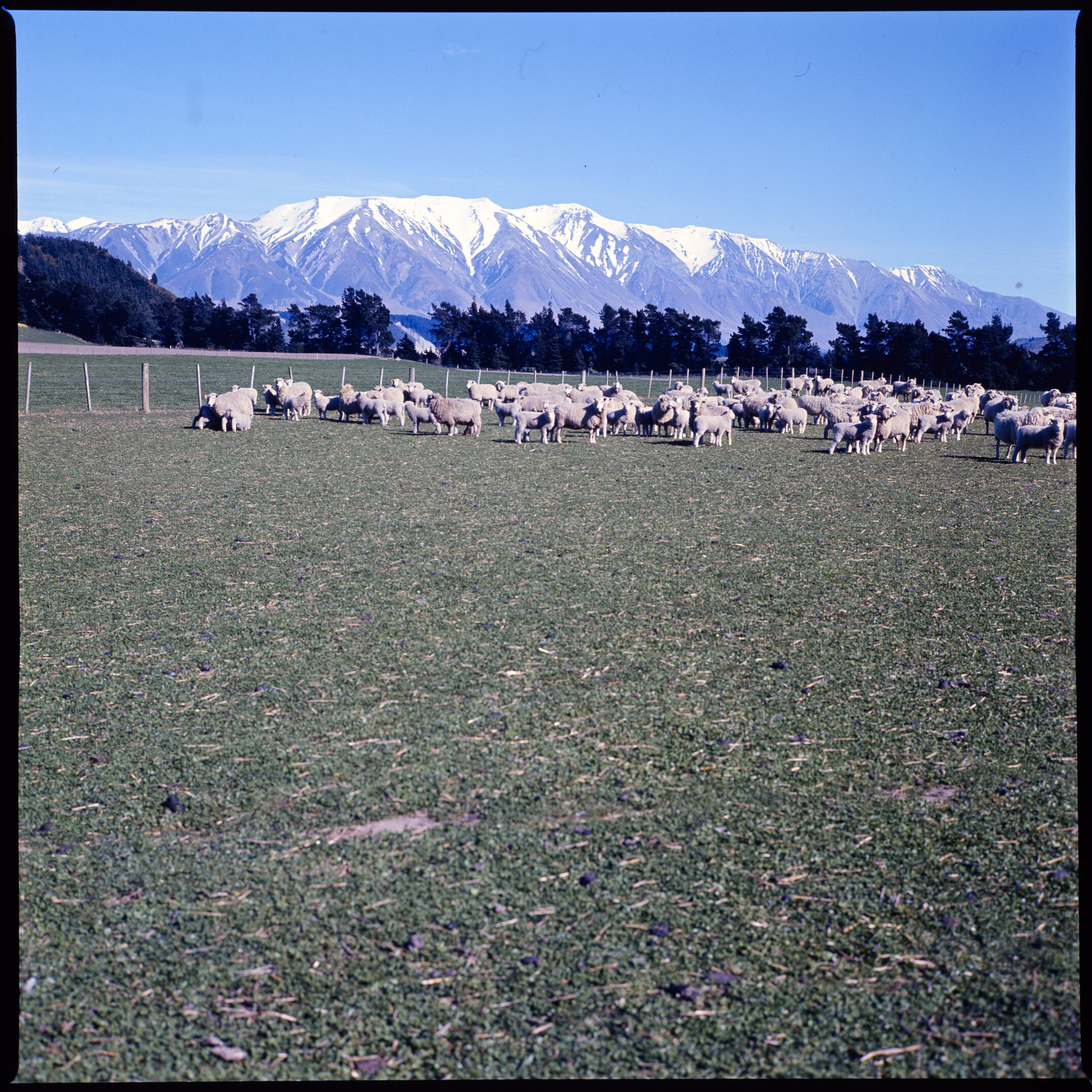 Sheep in pasture with mountains in the background, 1977 (1)