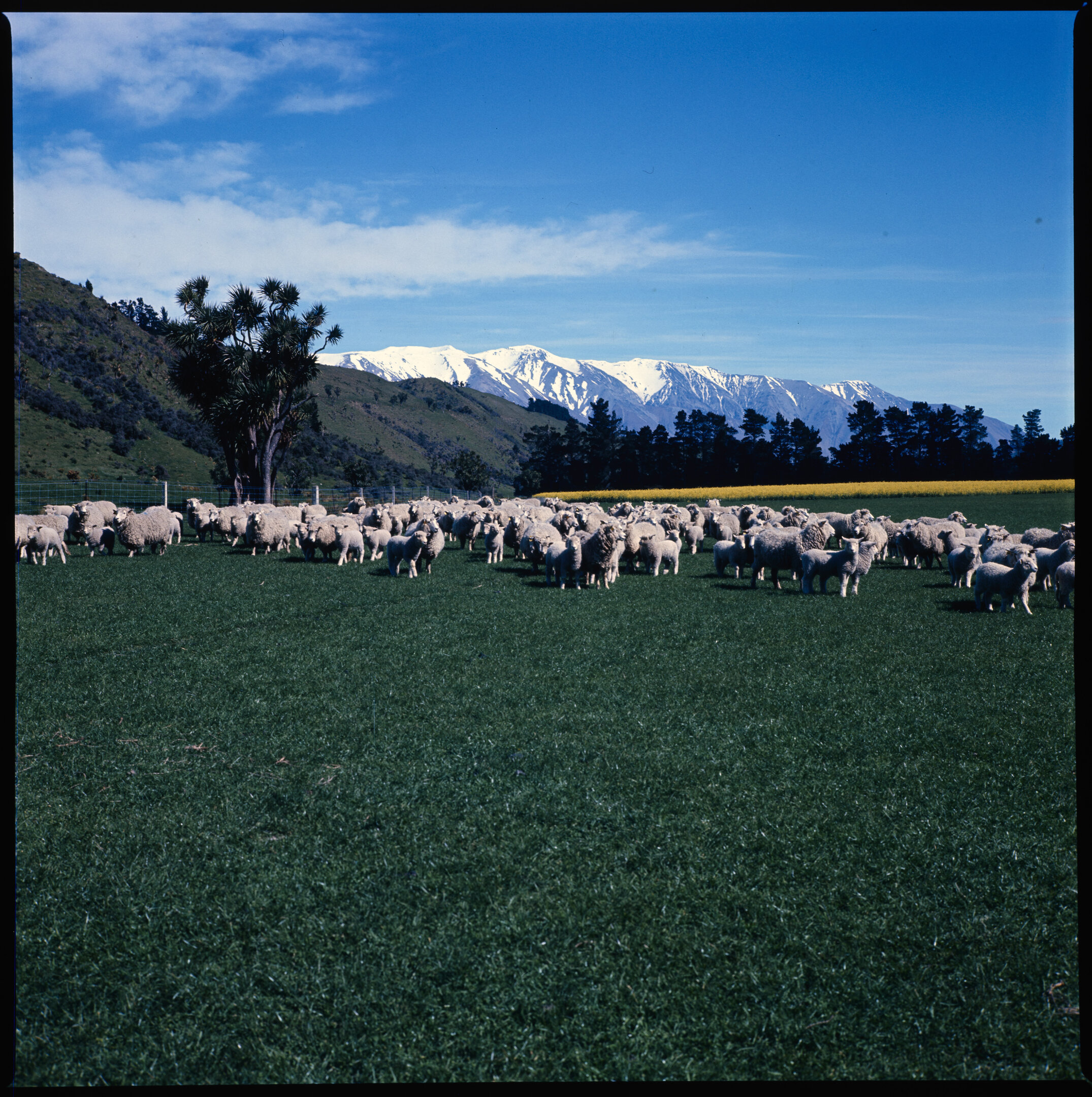 Sheep in pasture with mountains in the background, 1977 (2)