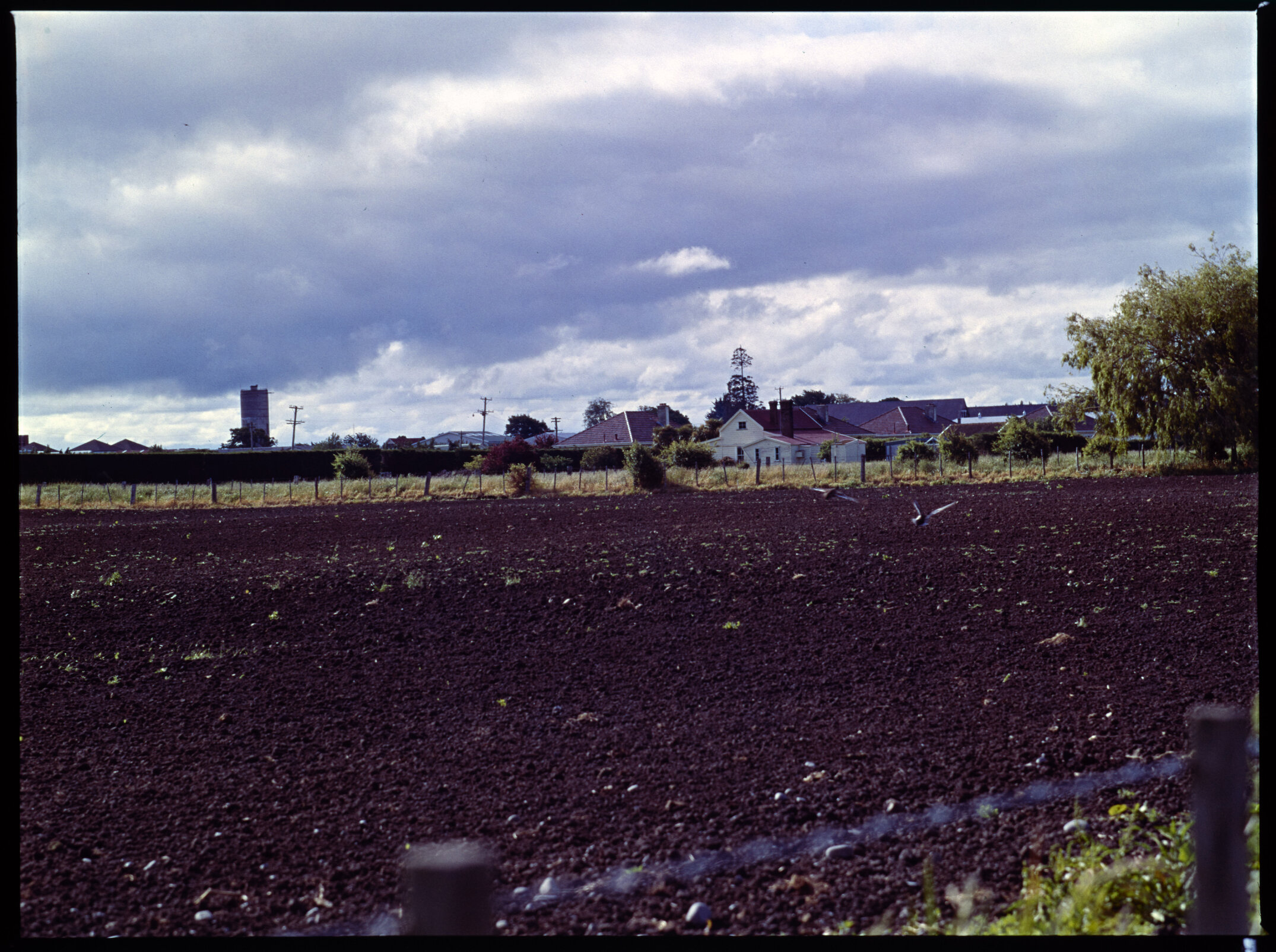 Lincoln College Dairy farm, 1977